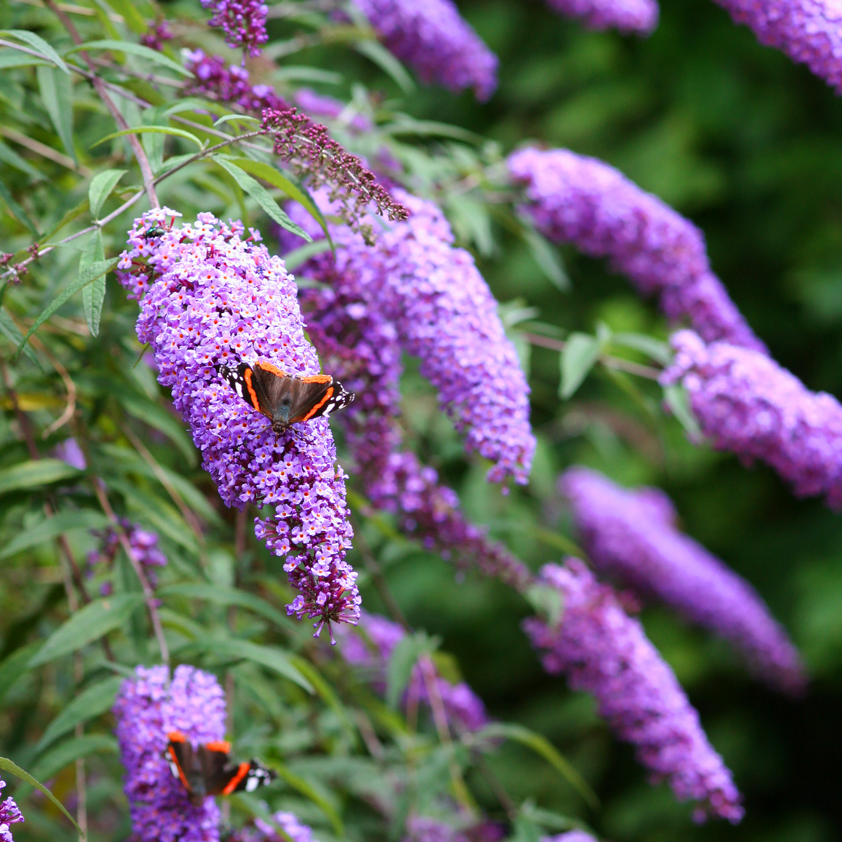 Buddleja &#39;Butterfly Candy Little Lila&#39; 9cm/1L/3L