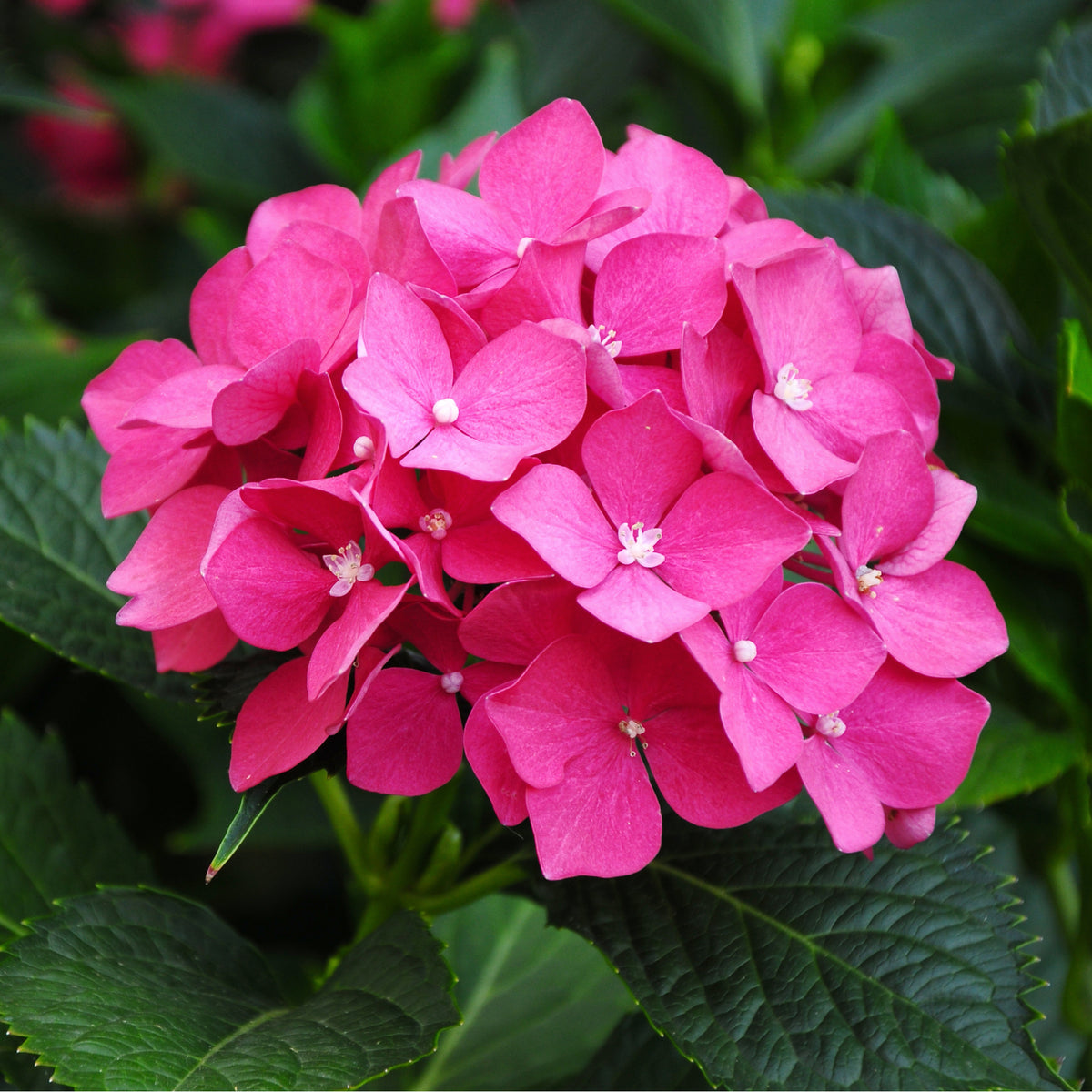 A close-up of Hydrangea macrophylla &#39;Little Pink&#39; 2L, a dwarf hydrangea ideal for compact growth in garden borders.