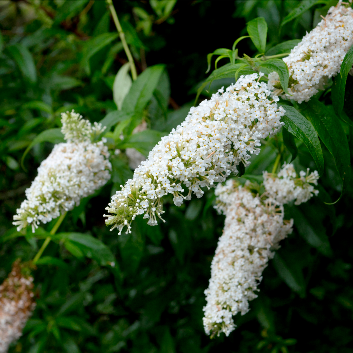 Buddleja Butterfly Candy &#39;Little White&#39; 9cm/1L/3L