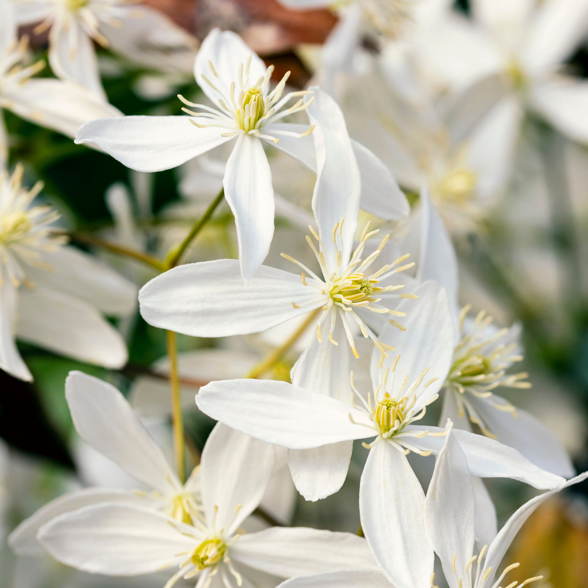 Close-up of fragrant white blooms of Clematis armandii &#39;Little White Charm&#39; 1m, with long petals and yellow centers, blooming in clusters against green and brown foliage. This evergreen climber brings elegance to any garden.