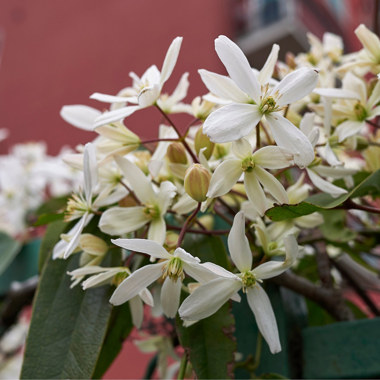 Close-up of fragrant white blooms of Clematis armandii 'Little White Charm' 1m, with long petals and yellow centers, blooming in clusters against green and brown foliage. This evergreen climber brings elegance to any garden.