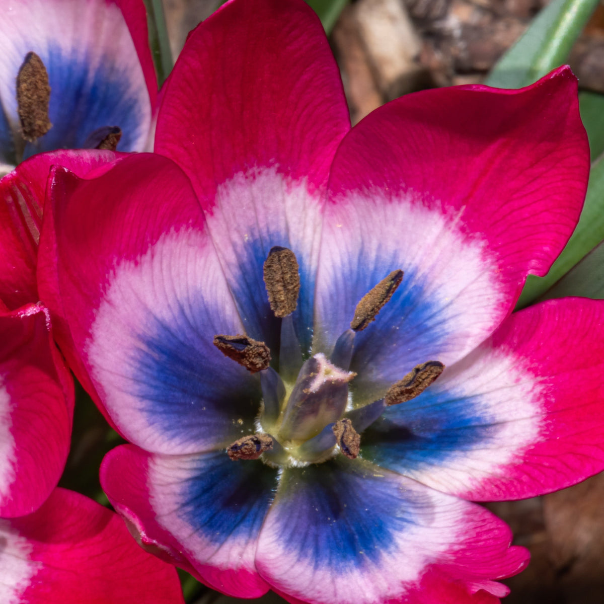 Close-up of Tulip linifolia &#39;Little Beauty&#39;—bright pink petals with a white ring and blue center, brown stamens, and green leaves.
