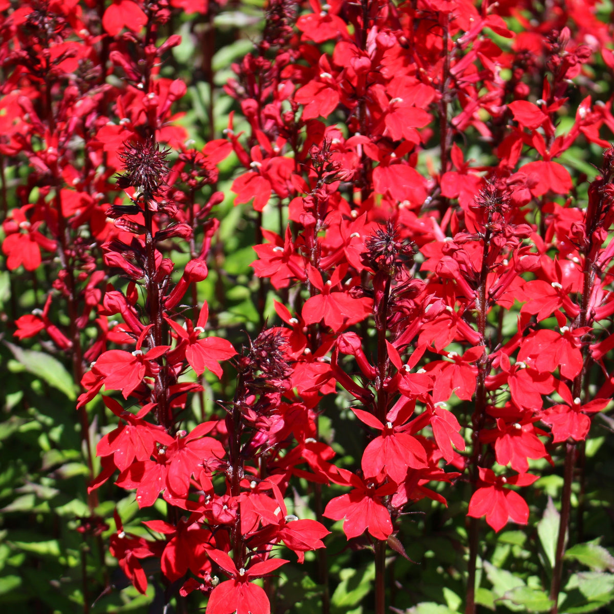 Lobelia cardinalis &#39;Queen Victoria&#39; 9cm/1.5L features vivid red blooms on tall stems with pointed petals, densely set in lush green foliage. This perennial is ideal for sunlit gardens and attracts hummingbirds with its striking flowers.