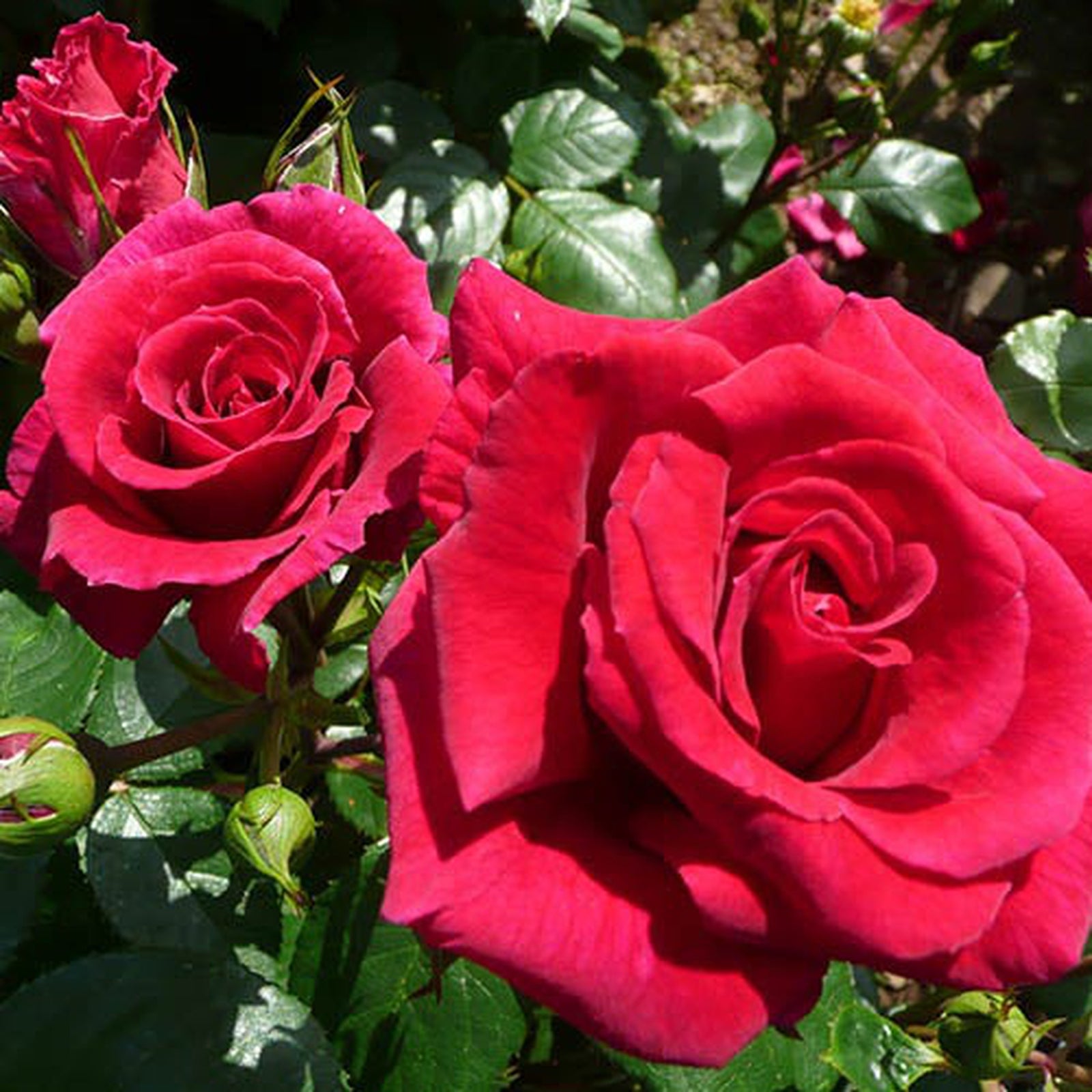 The Rose Lovestruck | Floribunda | 4L Potted Rose (PRE ORDER DECEMBER '25) features vibrant cherry red blooms set against lush green leaves, showcasing the stunning color and delicate petals of this beautiful rose variety.