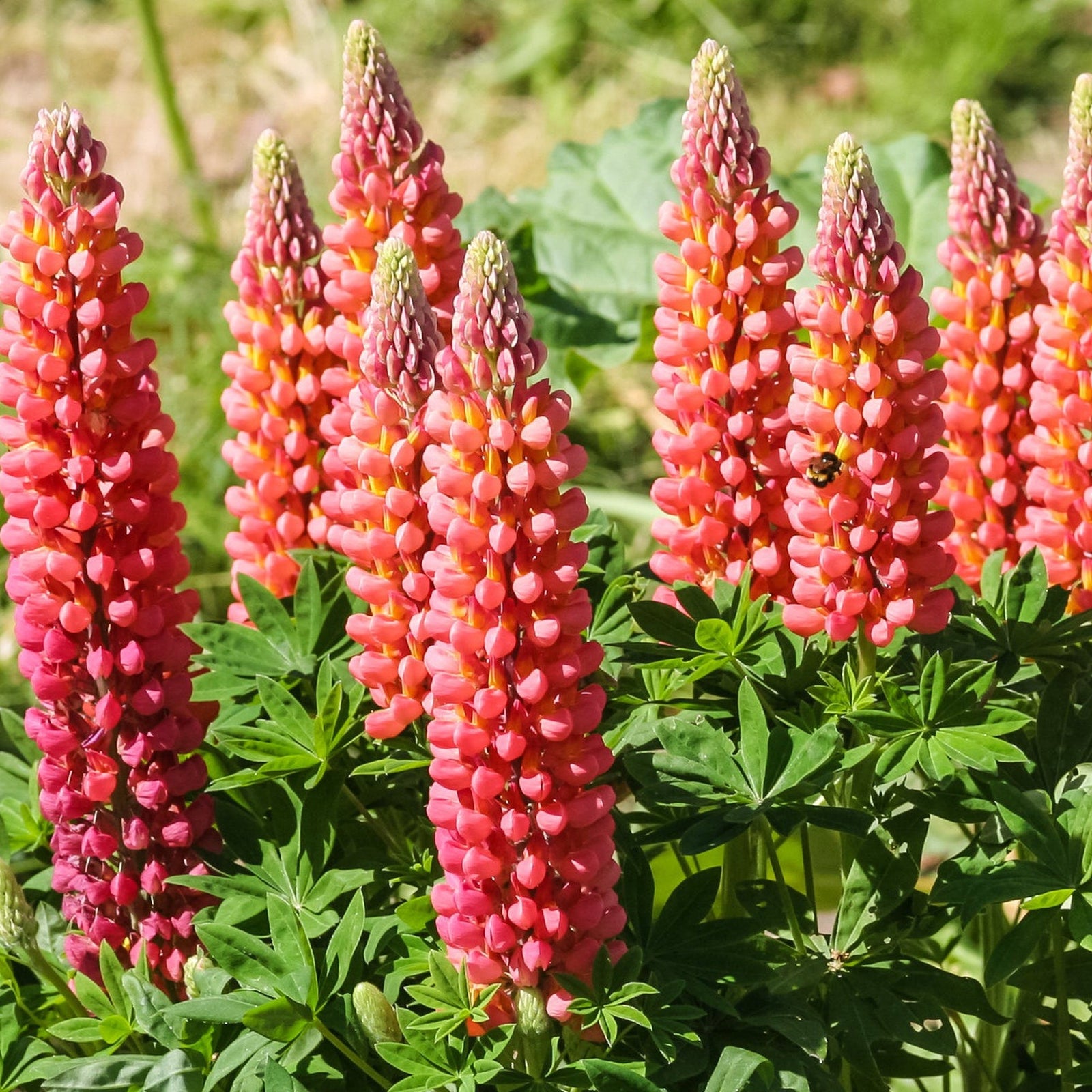 Lupin 'Red Shades' (1.5L/3L) features tall spikes of bright pink and orange perennial flowers rising above lush green leaves, ideal for sunlit, drought-tolerant gardens.