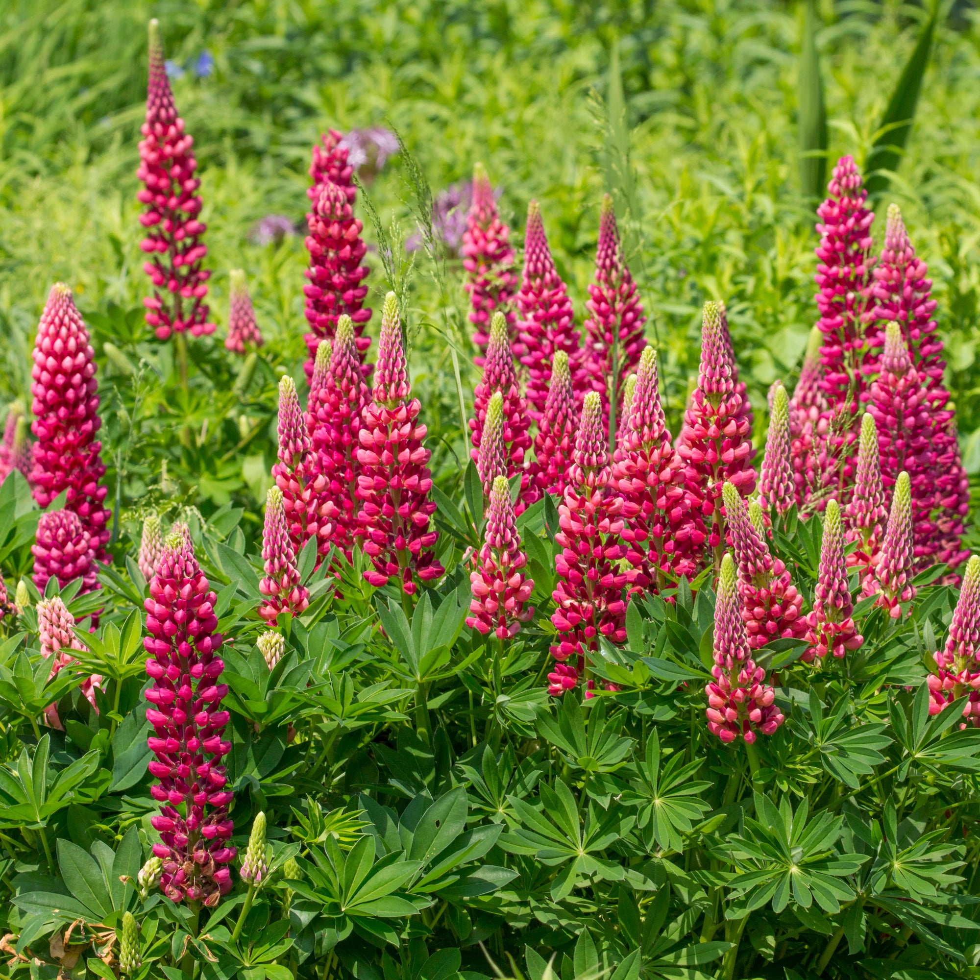 Lupinus polyphyllus 'Legendary Red' (3 Sizes available)