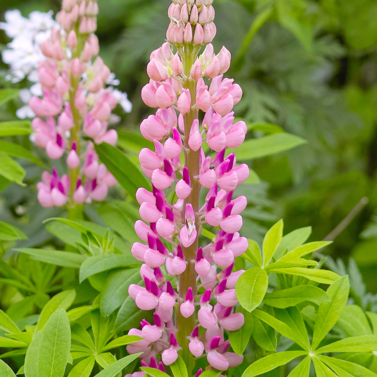 Close-up of Lupin Gallery Rose 2L—a pink lupine flower surrounded by green foliage, perfect for cottage gardens and perennial plant enthusiasts, with another bloom and soft greenery in the background.