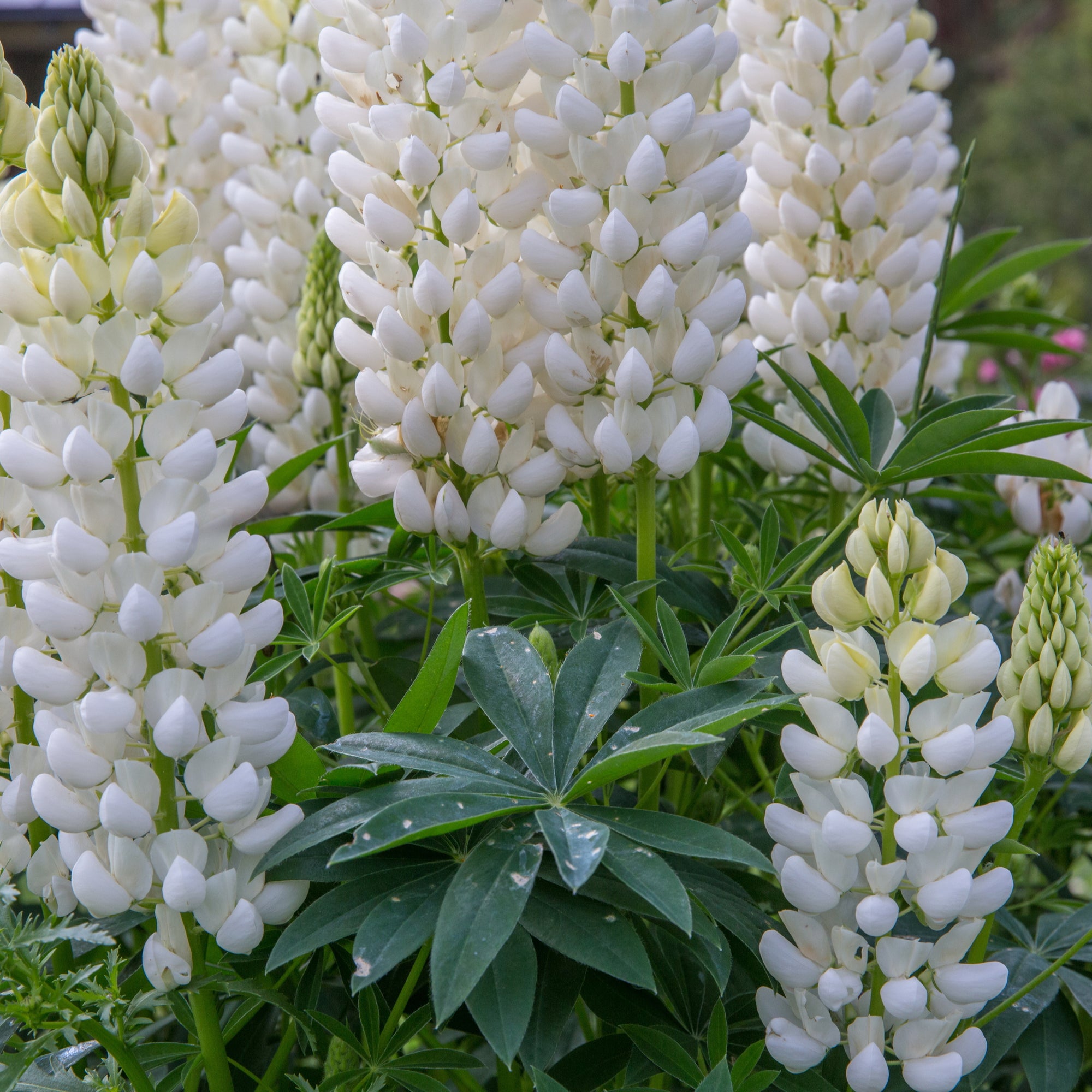 Lupin 'Gallery White' (3 Sizes Available)