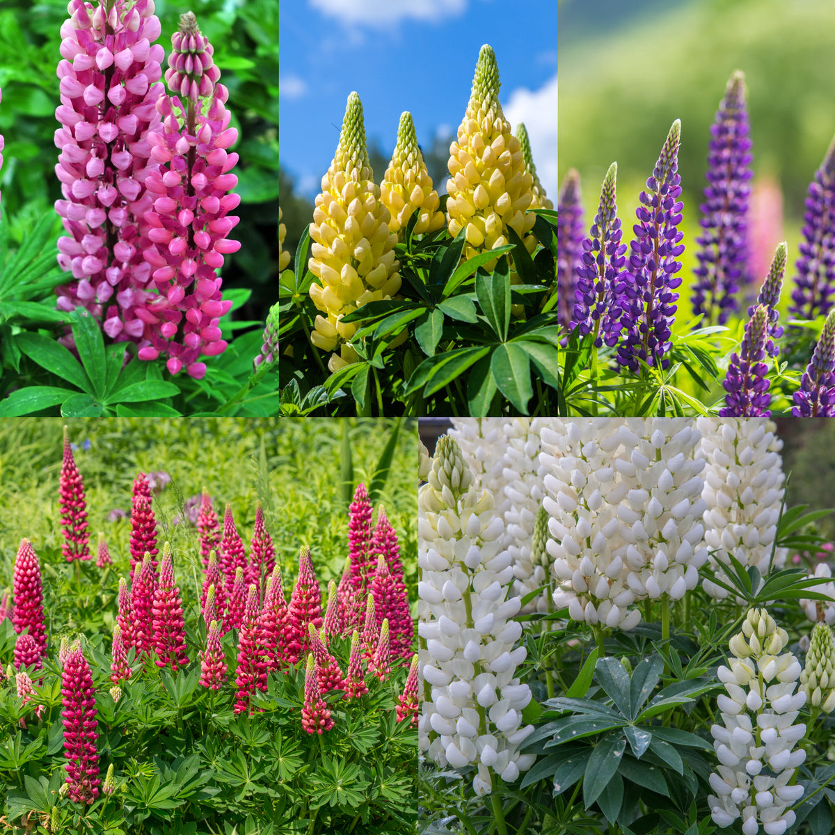 SPECIAL OFFER: Lupin - Gallery Mix of 5 features blooming Lupin plants in pink, yellow, purple, red, and white with green leaves in grower pots, perfect for adding vibrant color to your garden.