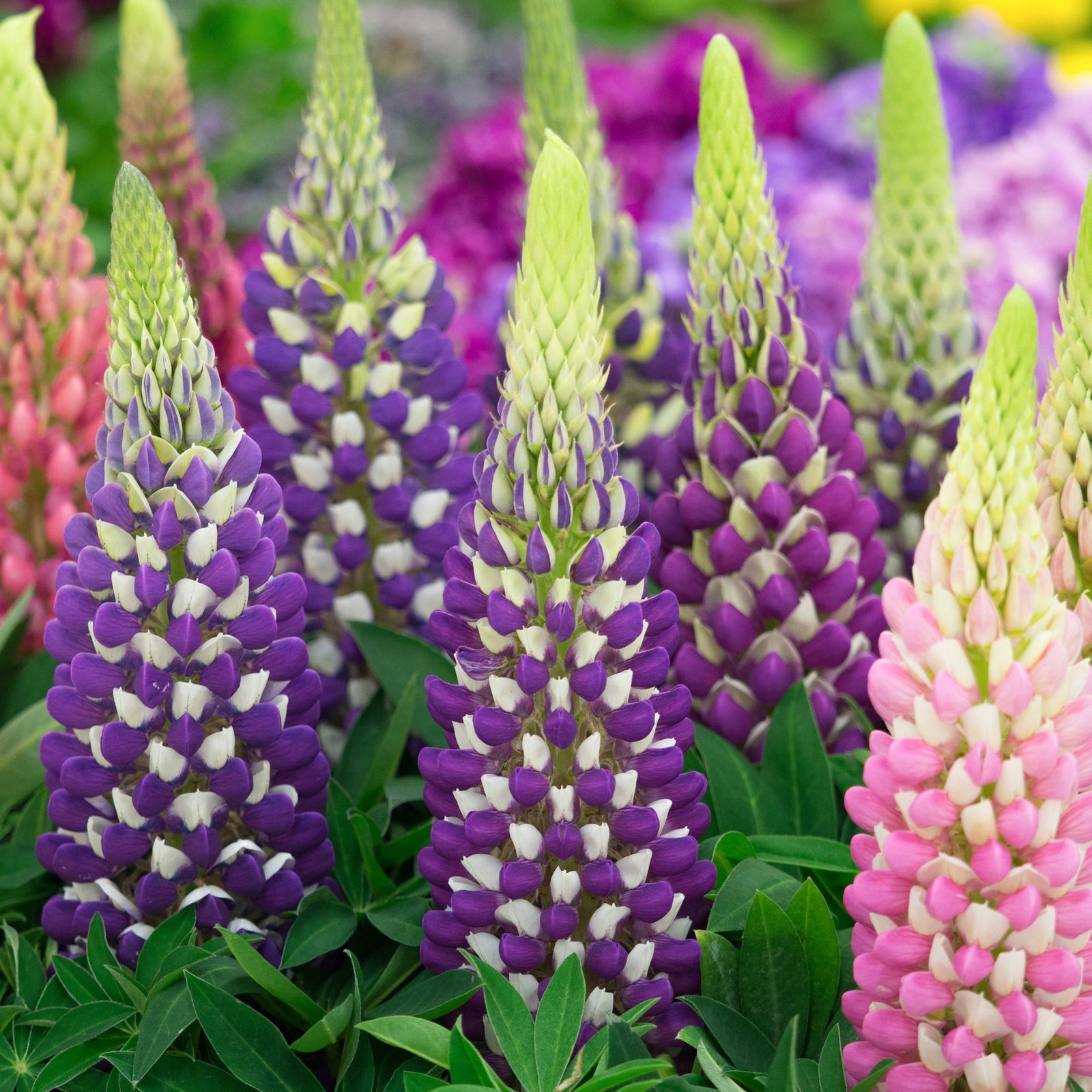 Tall spikes of Lupin Russel Hybrids Mixed 9cm bloom in purple, pink, yellow, and white among green foliage. Terracotta pots and other plants complete a charming, classic cottage garden look.
