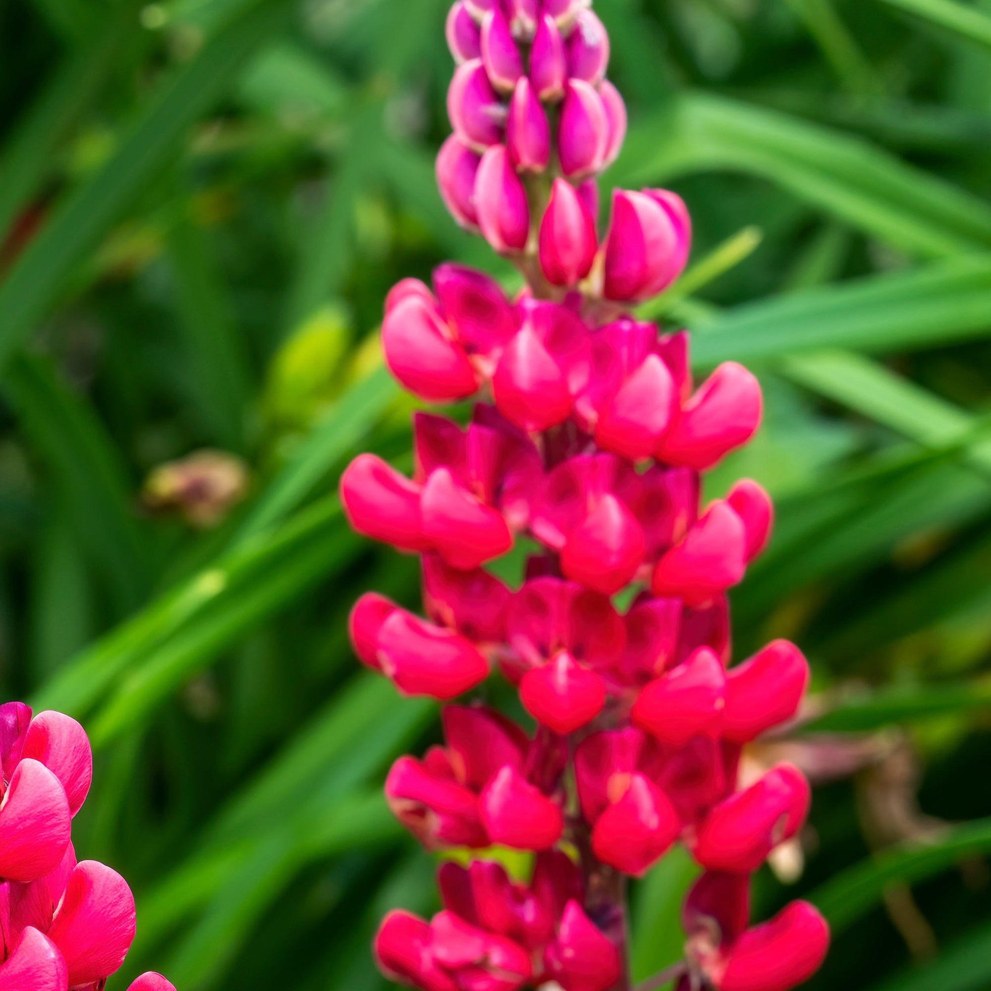 Lupin 'Gallery Red' (3 Sizes Available)