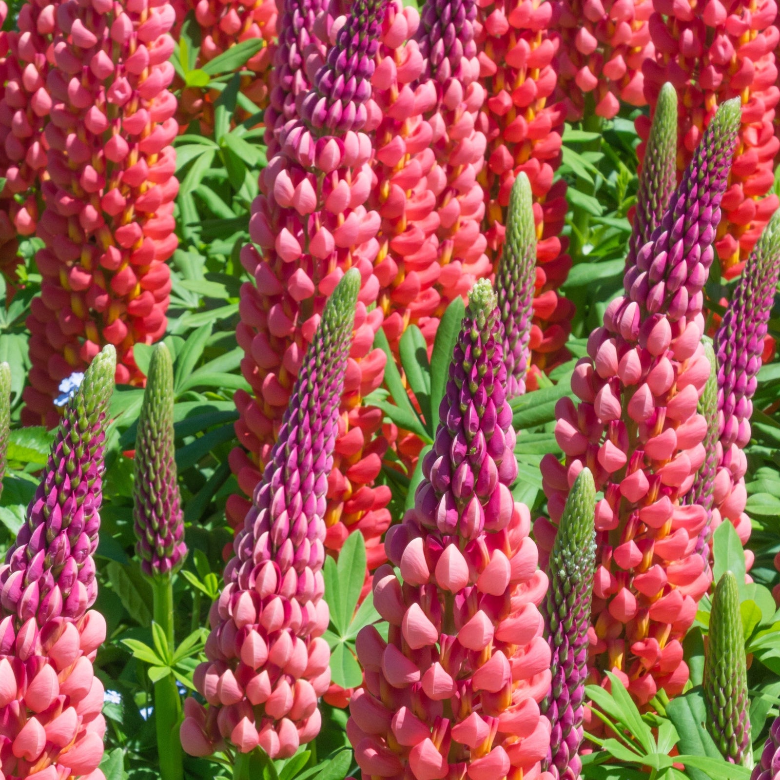 Lupin 'Red Shades' (1.5L/3L) features tall spikes of bright pink and orange perennial flowers rising above lush green leaves, ideal for sunlit, drought-tolerant gardens.