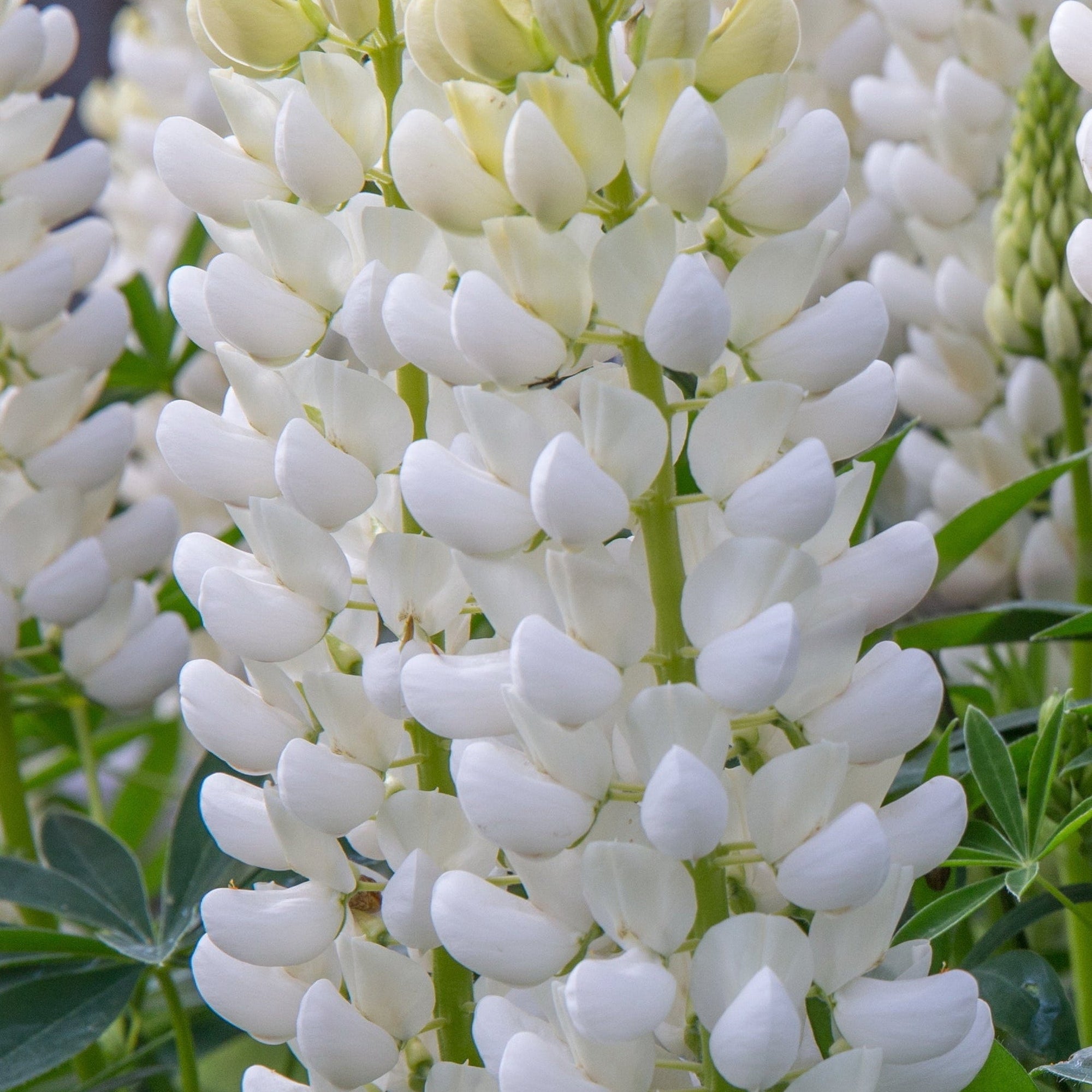 Lupin 'Gallery White' (3 Sizes Available)