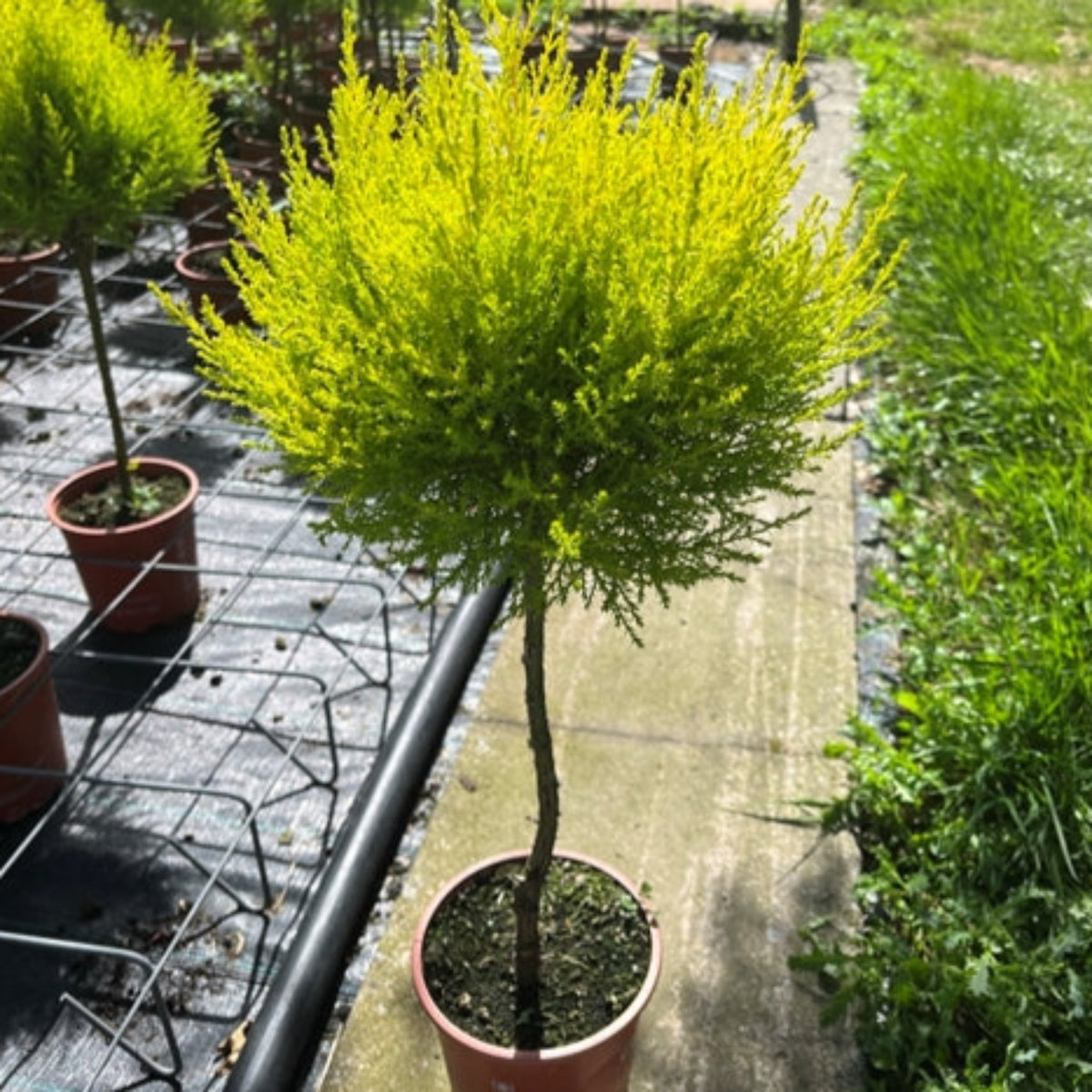 The Special Offer: Cupressus Conifer Lollipop 100cm (2 for £44.99) features a single slim trunk and dense yellow-green bushy top, adding year-round interest to paved paths or gardens alongside grass and other potted plants.