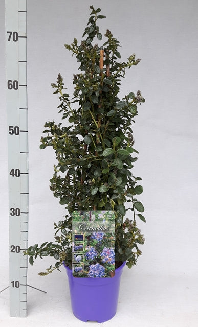 Ceanothus repens Pyramid 60-70cm