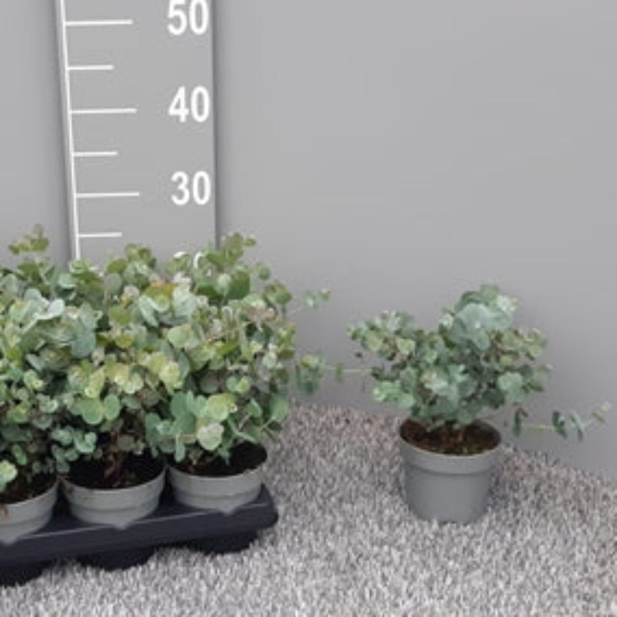 Four Eucalyptus gunnii &#39;Louis&#39; plants (9cm–3L pots) with silver-blue foliage are arranged on a carpeted floor by a height chart showing 30–50 cm. One evergreen shrub is set apart against a gray wall.