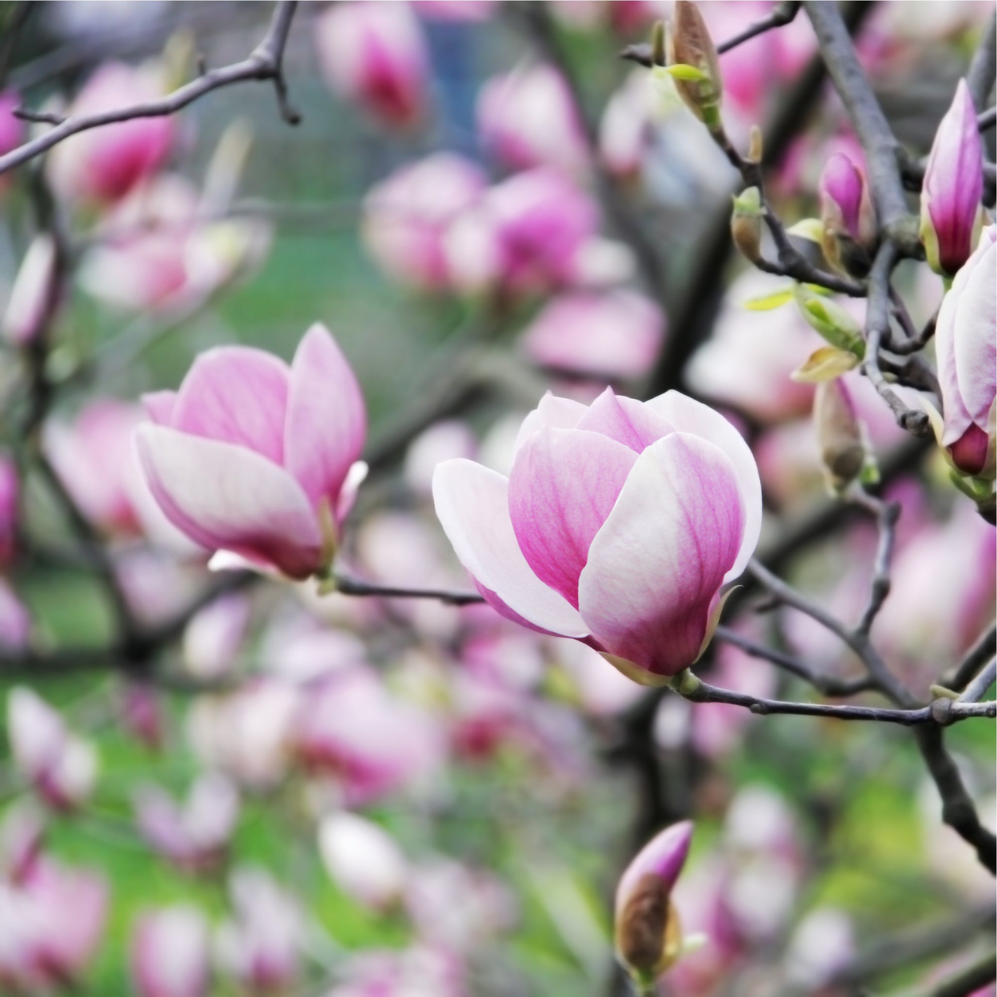 Magnolia denudata 'Fragrant Cloud' 4L