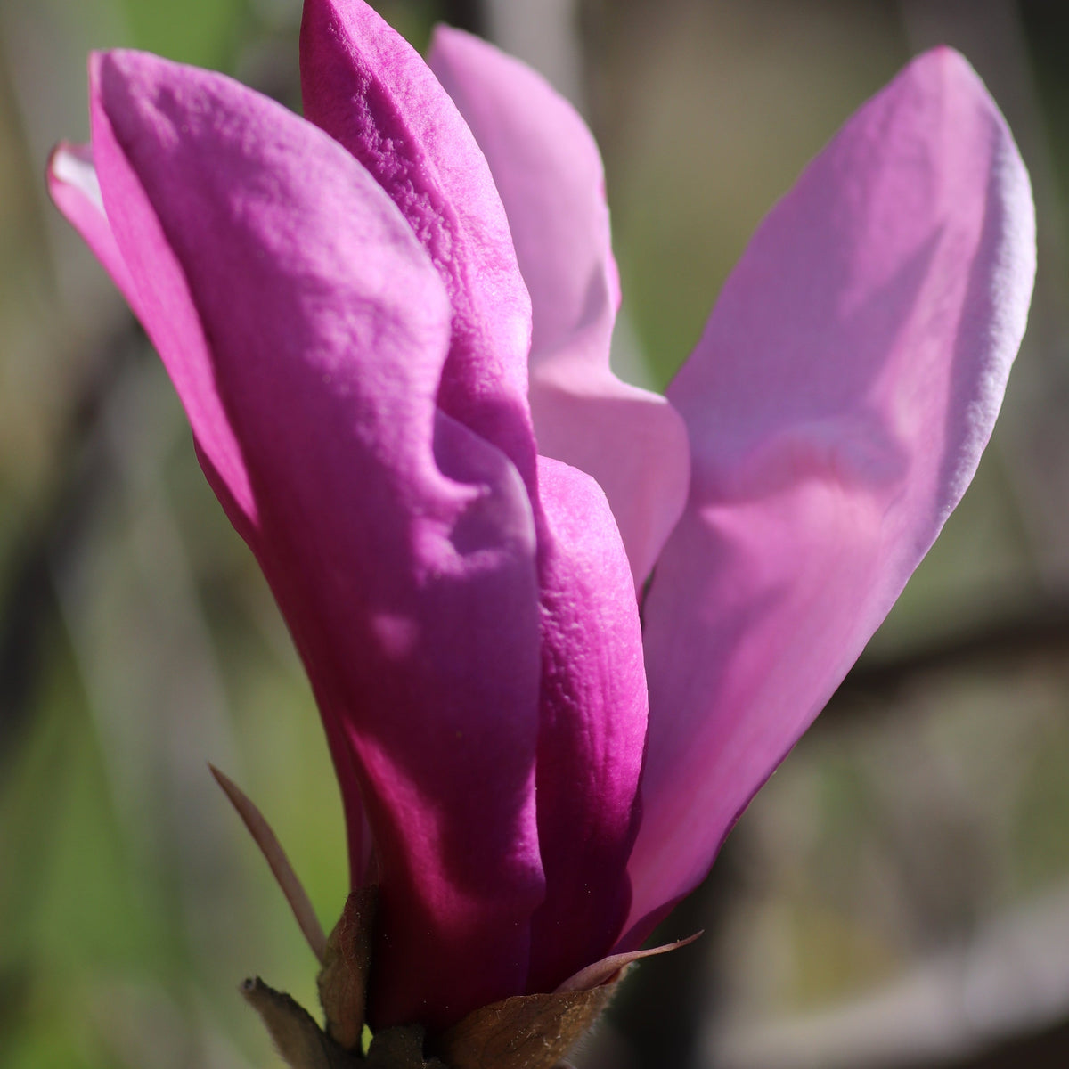 Magnolia &#39;Betty&#39; 3L