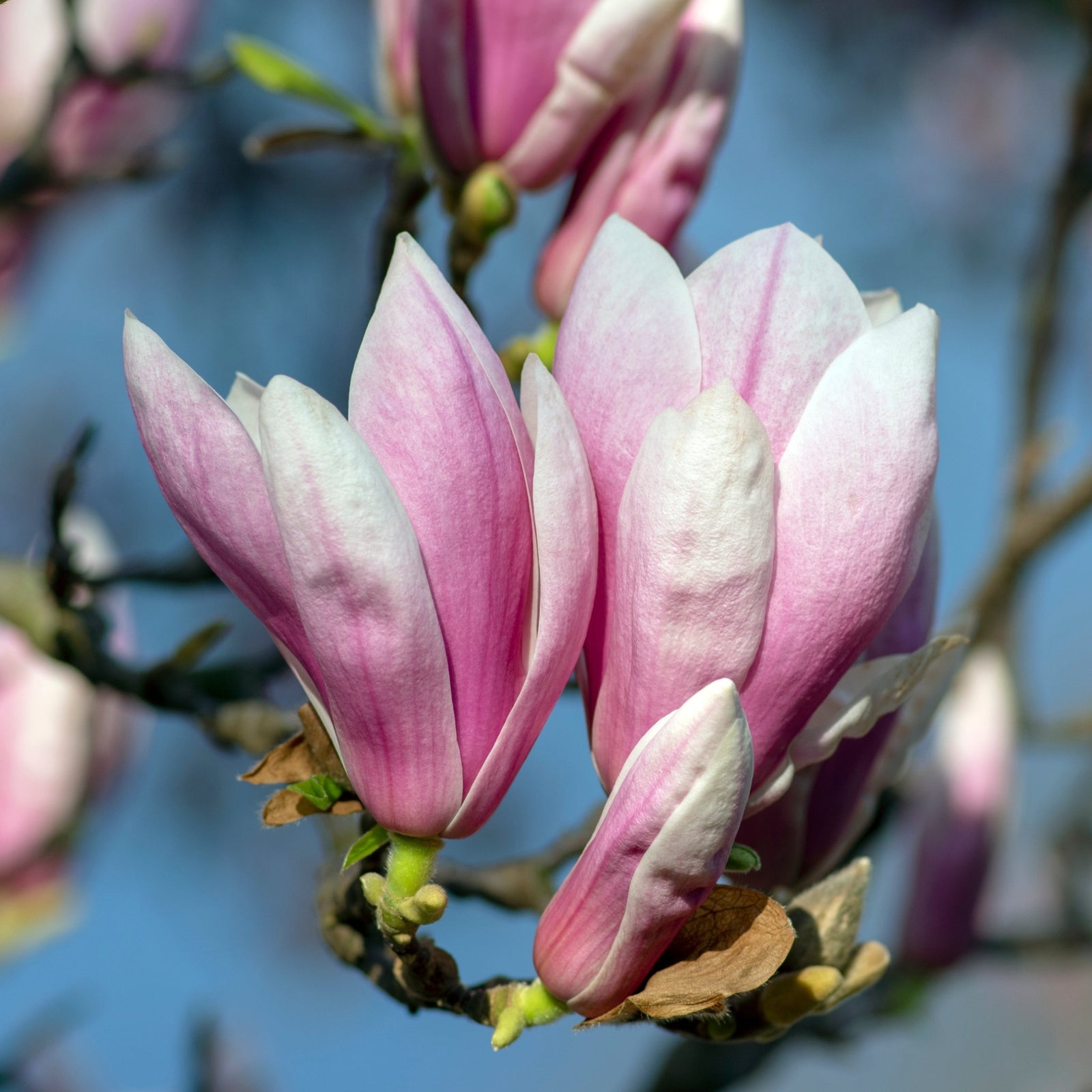 Close-up of Magnolia x Soulangeana 'Saucer Magnolia' 9cm-3L in bloom, displaying its delicate petals and leafy branches against a blurred blue sky background.
