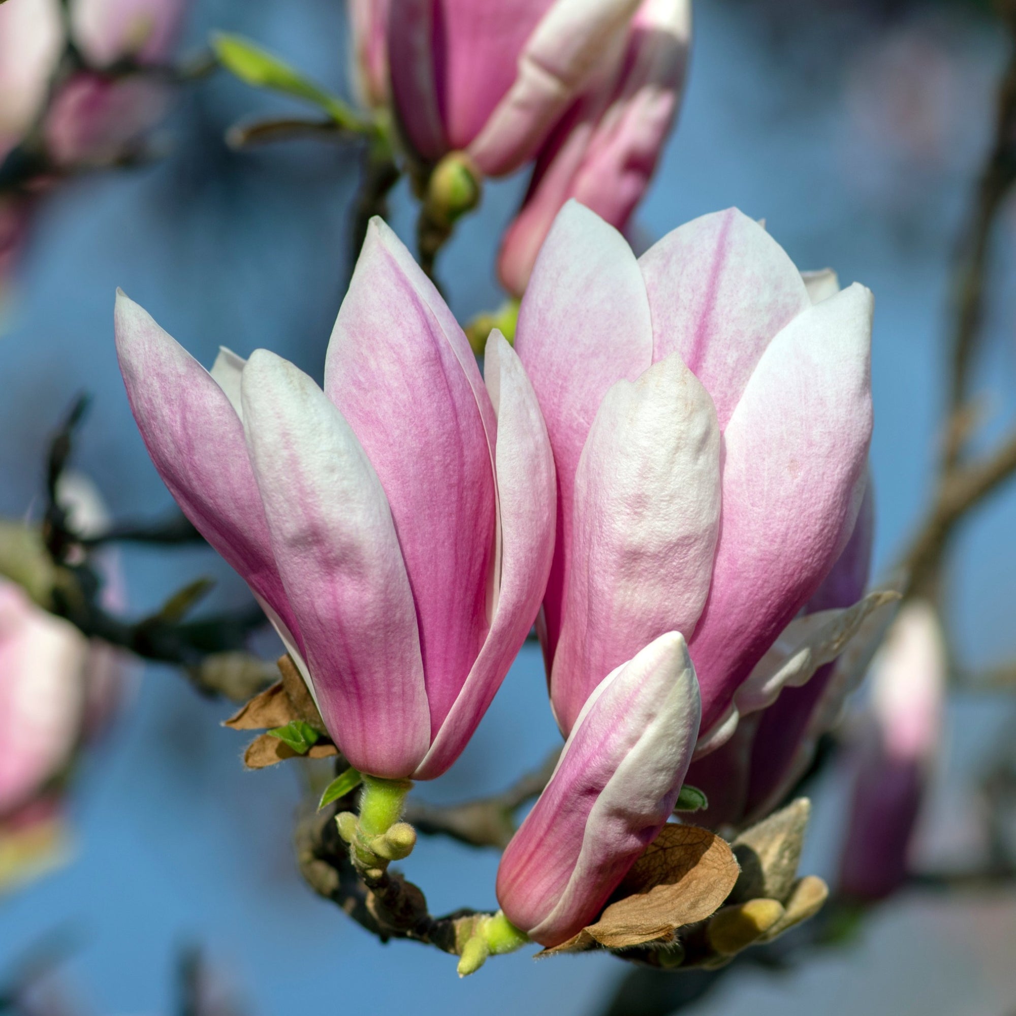Magnolia x Soulangeana 'Saucer Magnolia'