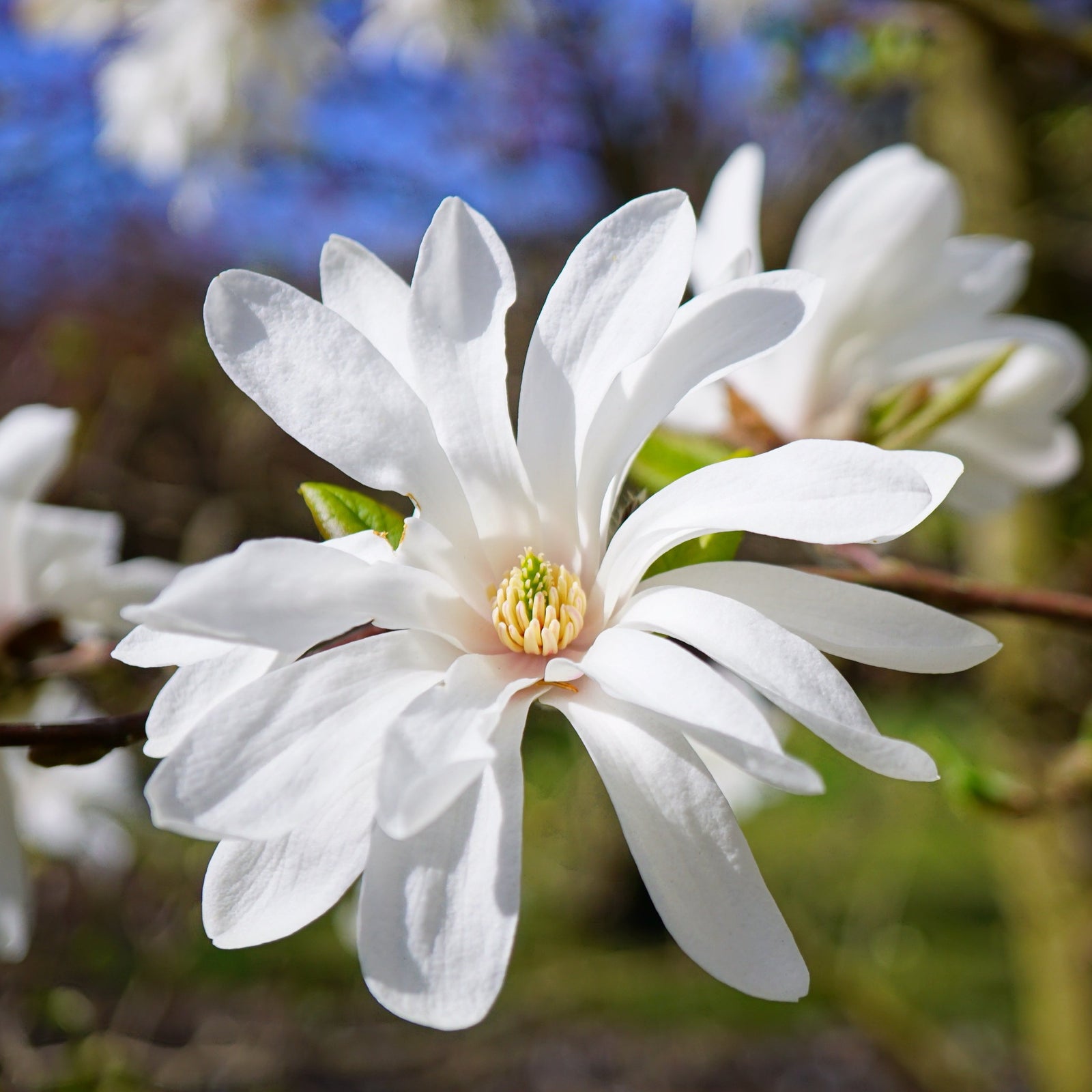 Magnolia stellata | Star Magnolia 9cm - 5L features white, star-shaped blooms on slender branches. Some buds remain closed, while the softly blurred background highlights the delicate petals and evokes a fresh springtime feel.