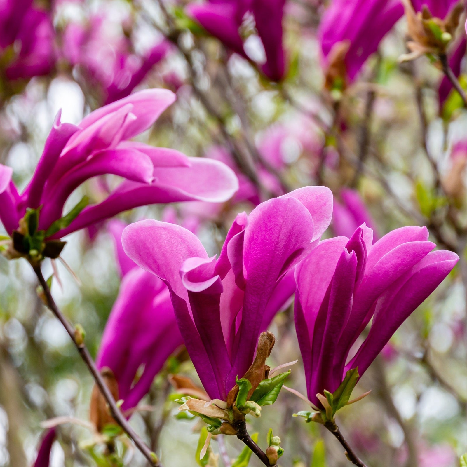 Magnolia 'Susan' 9cm - 3L features vibrant, fragrant blooms with soft green leaves and compact growth. Its delicate petals and lush appearance evoke a fresh springtime atmosphere, perfect for garden displays.