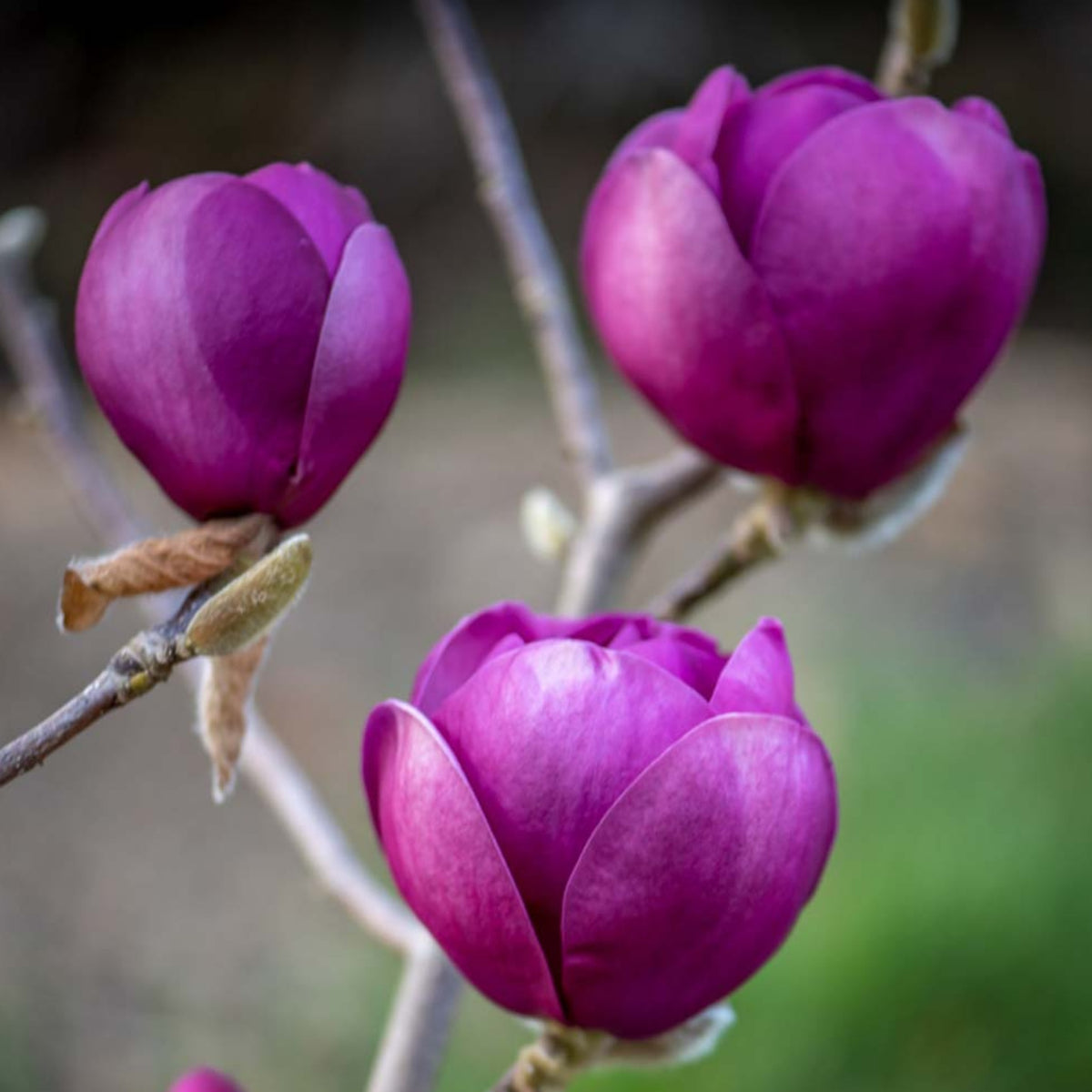 Close-up of three deep purple Magnolia soulangeana &#39;Black Tulip&#39; 4L flowers on a branch, petals smooth and slightly open against a soft-focus green and brown background, showing their delicate texture.