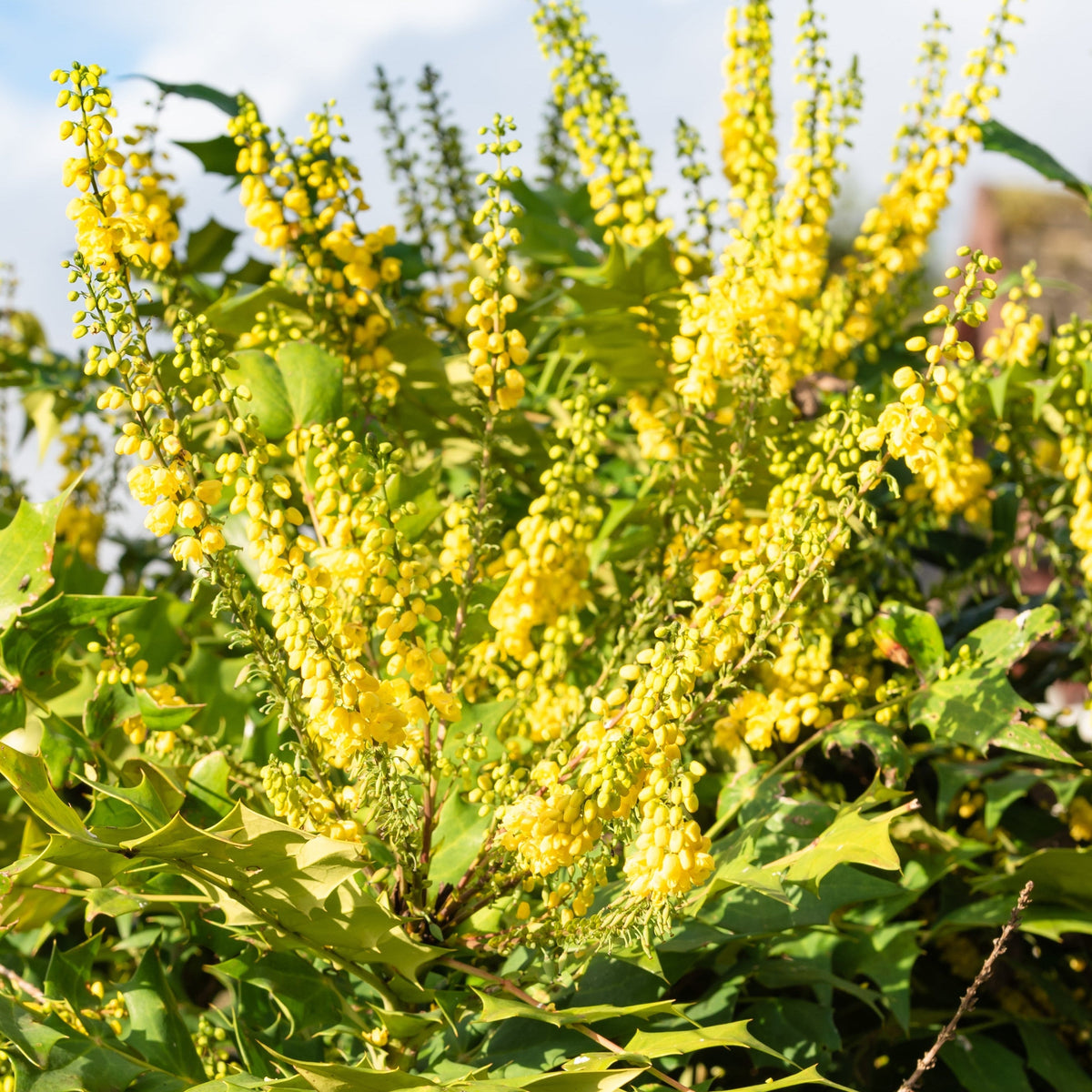 Bright yellow flowers bloom in upright clusters on the evergreen Mahonia &#39;Winter Sun&#39; 11cm, a winter-flowering shrub with spiky, holly-like green leaves. Sunlight highlights its foliage against a blurred blue sky and clouds.