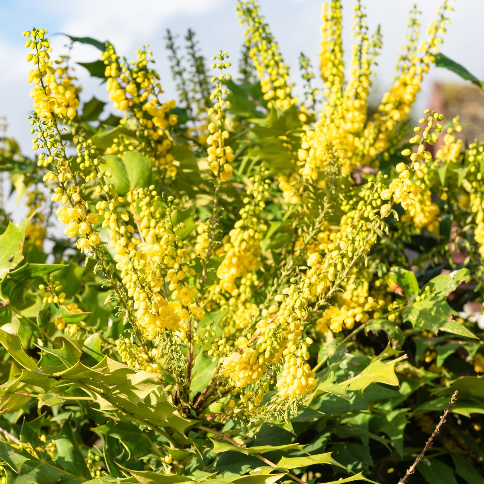 Bright yellow flowers bloom in upright clusters on the evergreen Mahonia 'Winter Sun' 11cm, a winter-flowering shrub with spiky, holly-like green leaves. Sunlight highlights its foliage against a blurred blue sky and clouds.