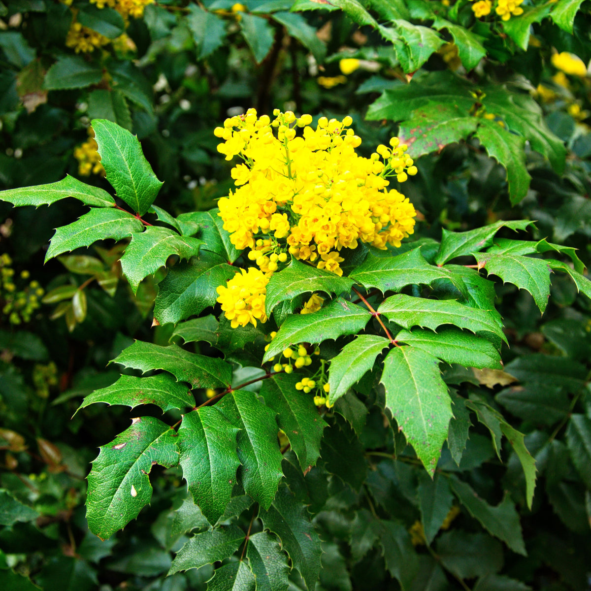 Mahonia &#39;Sweet Charity&#39; 5L