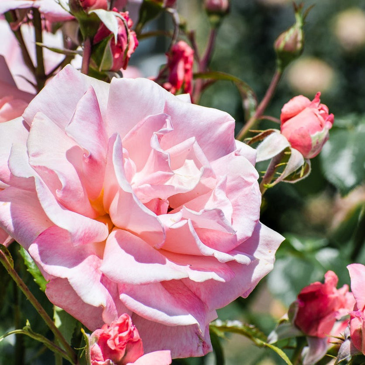 A close-up of the award-winning Rose Many Happy Returns floribunda, with pale pink blooms and rosebuds on a green bush, sunlight highlighting its delicate petals. 4L potted rose—pre-order for December &#39;25.