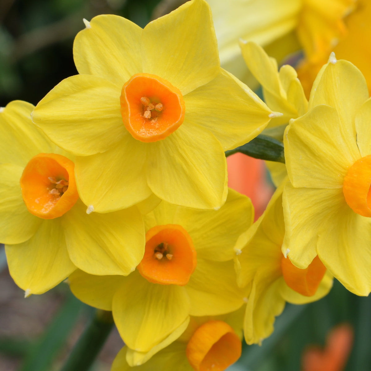 Dwarf Daffodil &#39;Martinette&#39; (8 Bulbs)