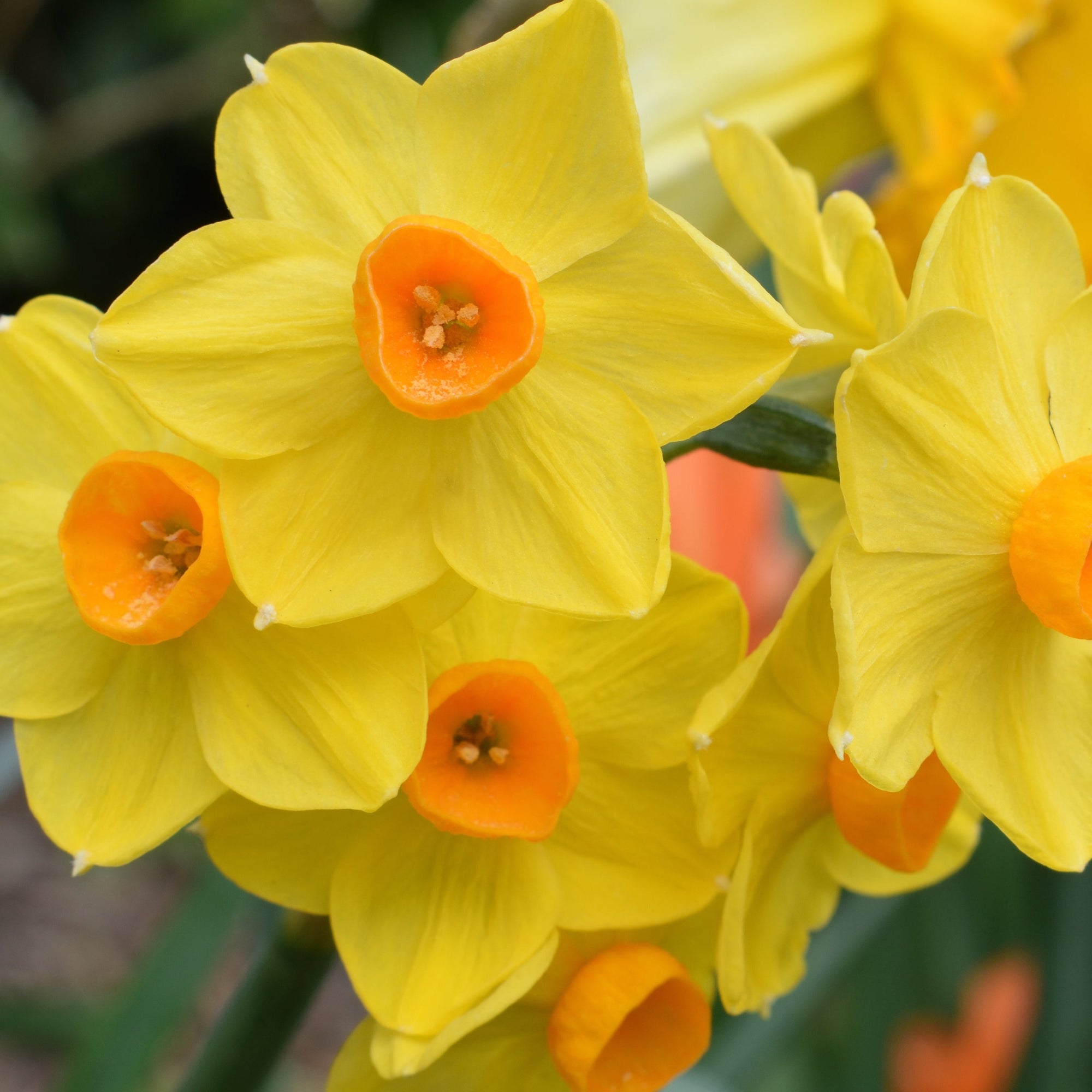 Dwarf Daffodil 'Martinette' (10 Bulbs)