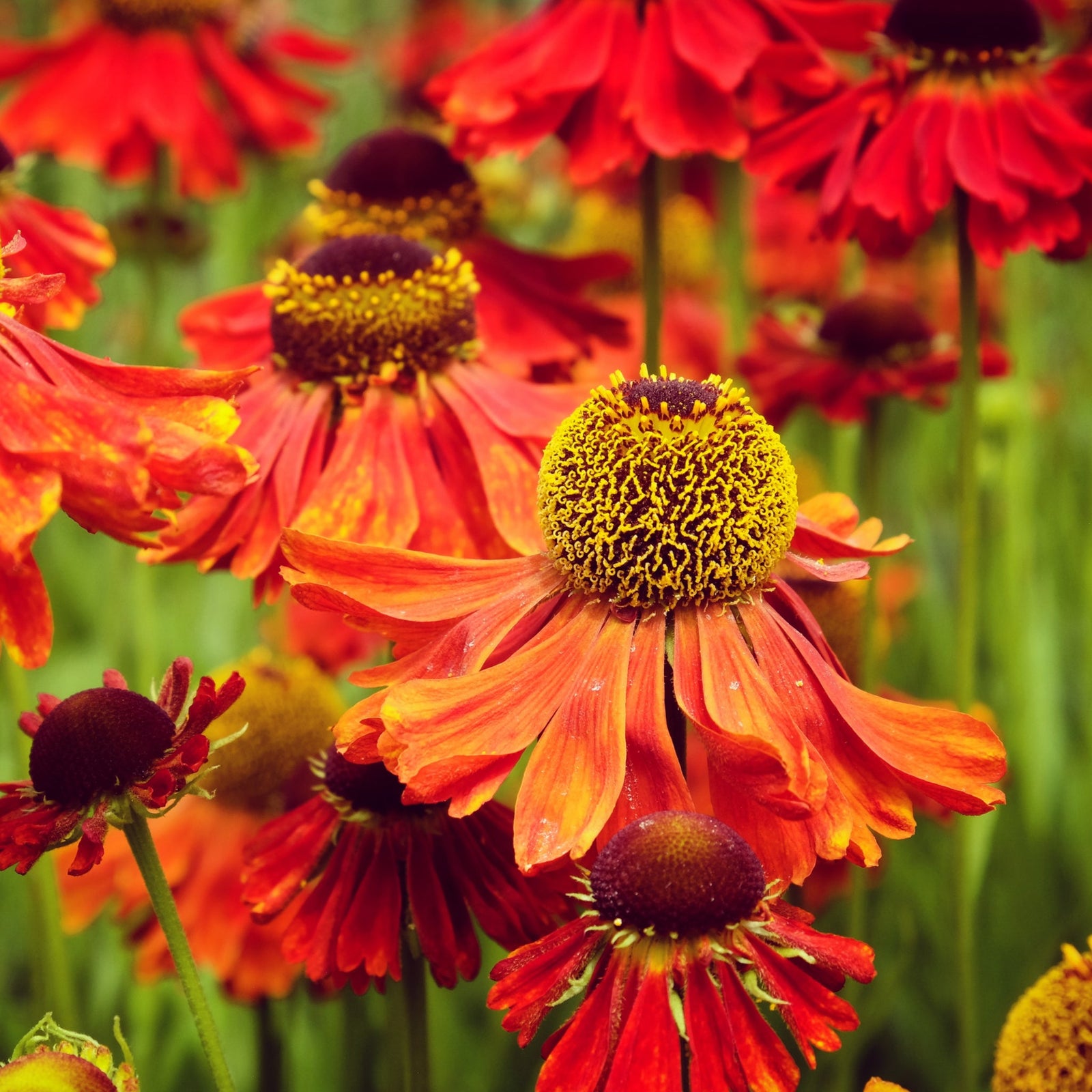 Helenium 'Tom' 1.5L features bright orange-red flowers with yellow-tipped petals and dark brown centers among green foliage, ideal for wildlife gardens; a small yellow flower can be seen in the foreground.