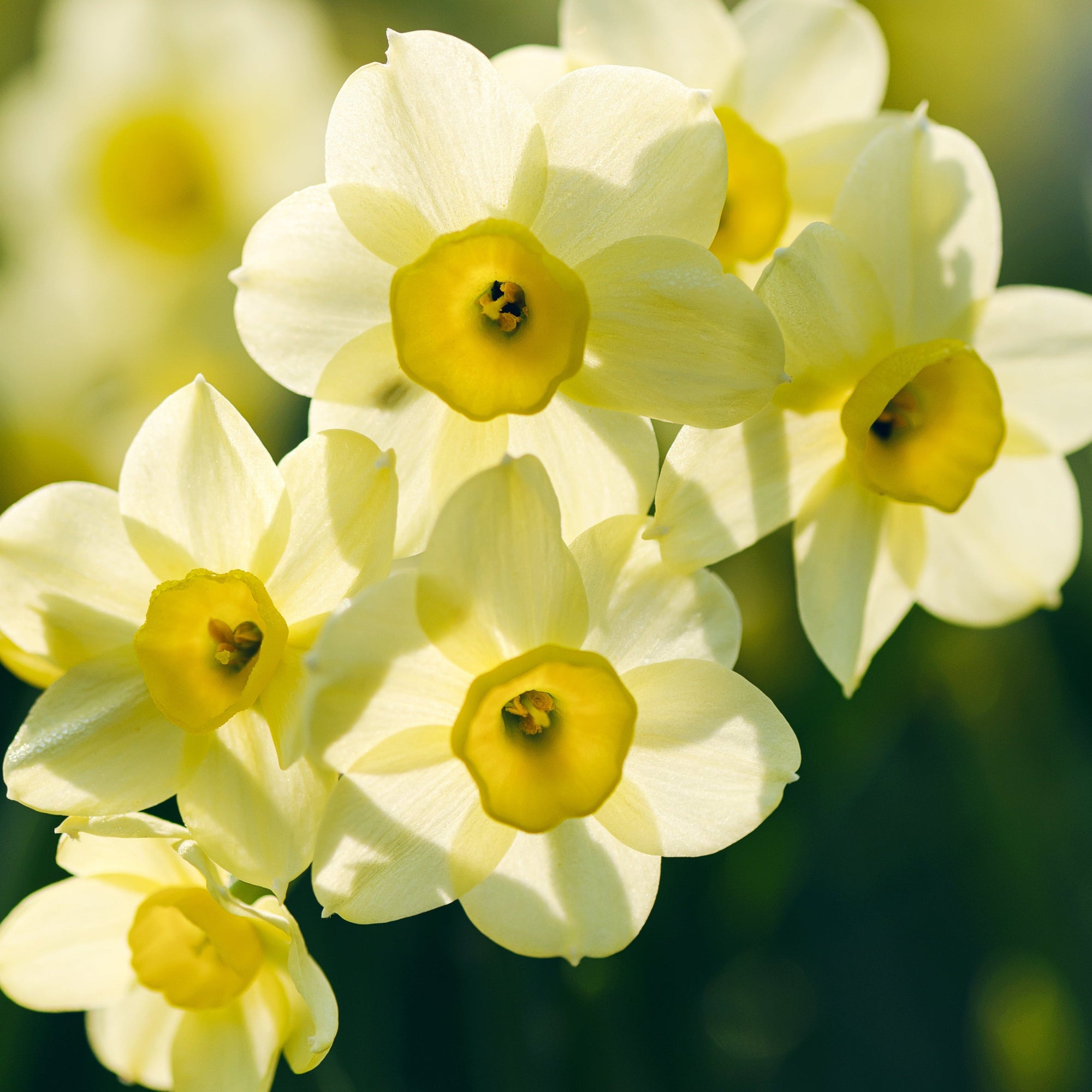 Dwarf Daffodil 'Minnow' (10/20 Bulbs)