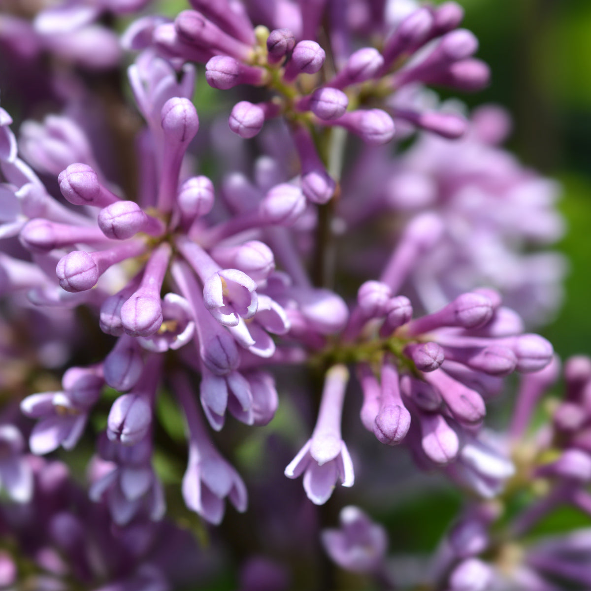 Close-up of Syringa &#39;Minuet&#39; (Lilac) 5L, a compact shrub with clusters of small, tubular purple flowers and delicate petals blooming in sunlight against a soft, green backdrop.