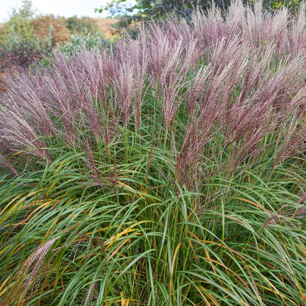 Miscanthus sinensis &#39;Flamingo&#39; 2L