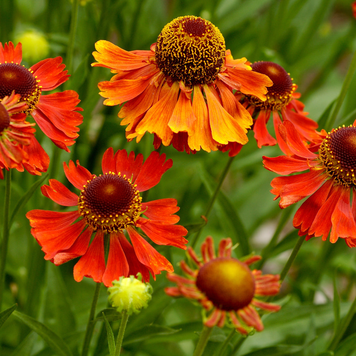 Helenium &#39;Tom&#39; 1.5L features bright orange-red flowers with yellow-tipped petals and dark brown centers among green foliage, ideal for wildlife gardens; a small yellow flower can be seen in the foreground.