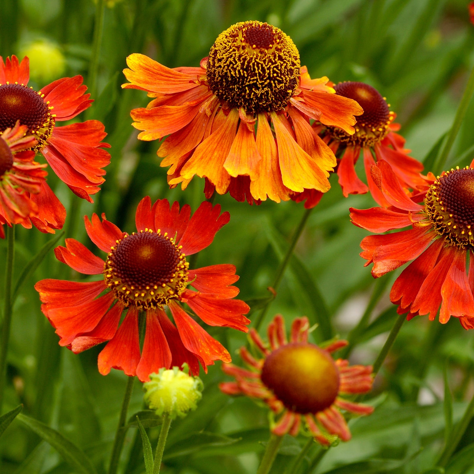 Helenium 'Tom' 1.5L features bright orange-red flowers with yellow-tipped petals and dark brown centers among green foliage, ideal for wildlife gardens; a small yellow flower can be seen in the foreground.