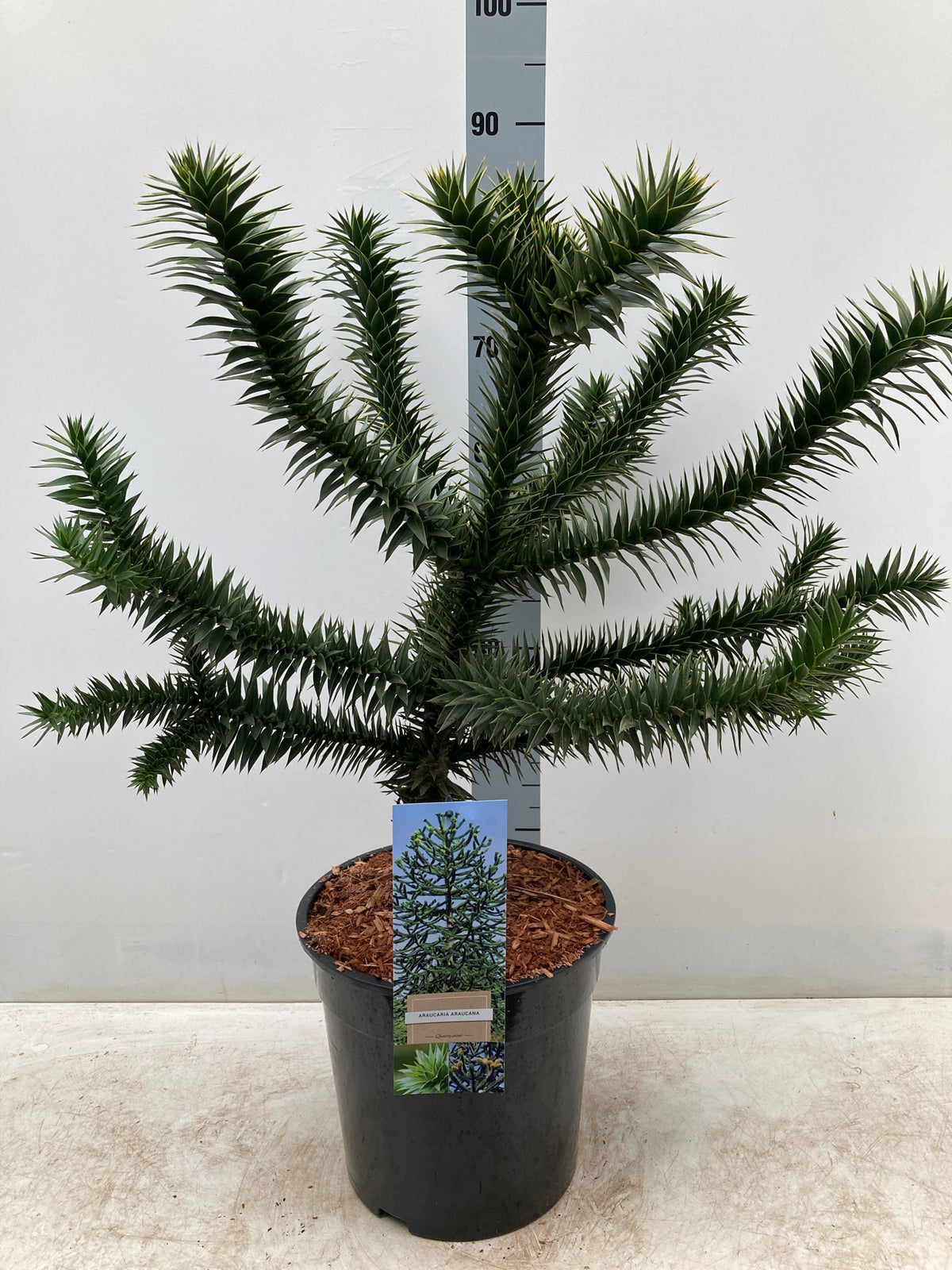 A potted Araucaria Araucana Monkey Puzzle Tree, in a 10L pot, stands about 90cm tall (including pot) before a height chart. The pot’s label shows an image of a mature tree. This evergreen features spiky, dark green branches.