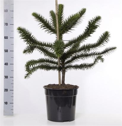 A large Araucaria Araucana Monkey Puzzle Tree in a 10L pot, with a height of 90cm including the pot, sits on a white surface next to a vertical ruler.