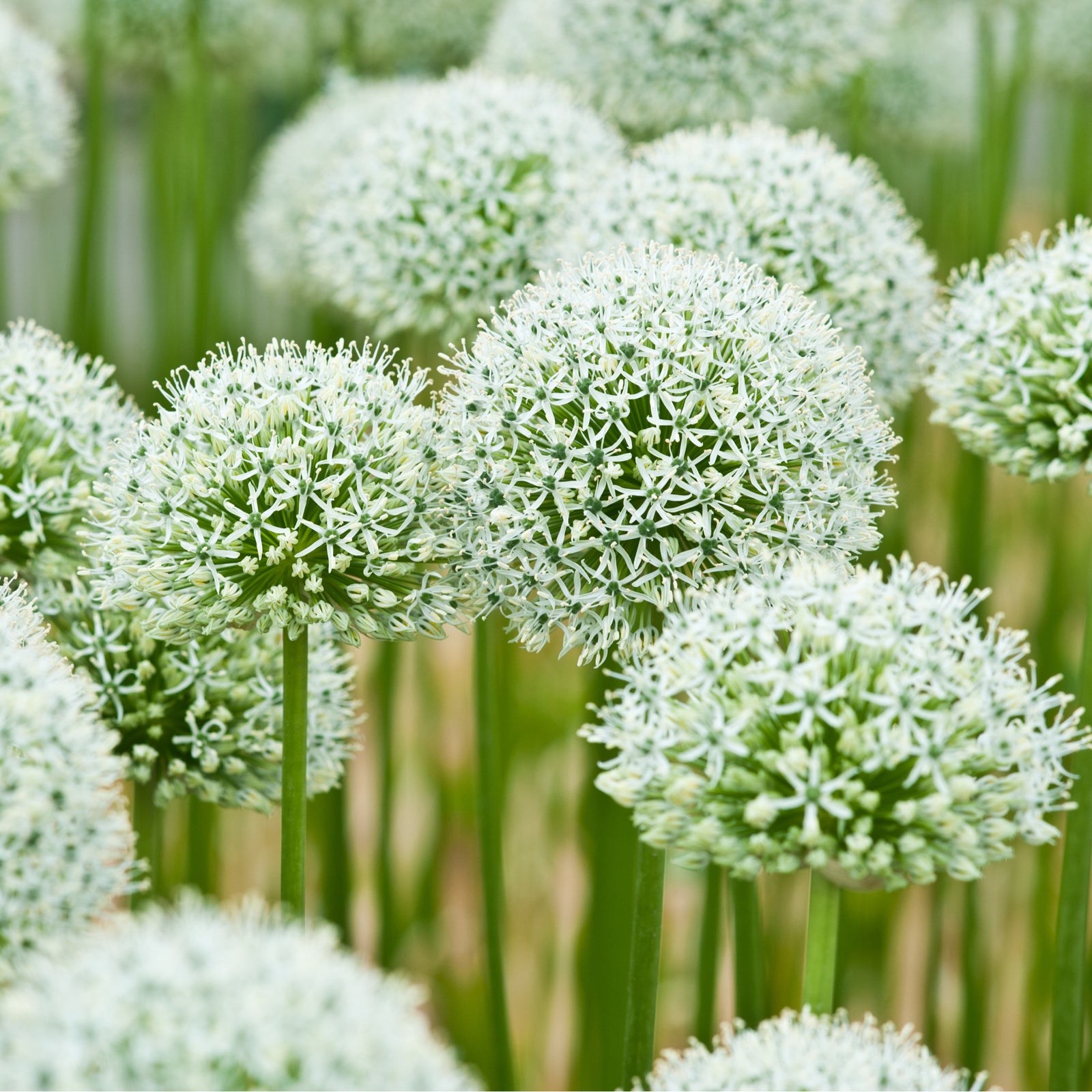 Allium 'Mont Blanc' 2L