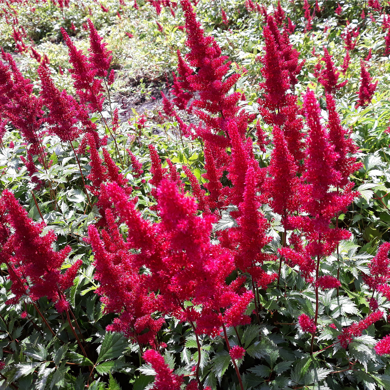 The Astilbe 'Red' 3L features vibrant red feathery plumes above lush green foliage, creating a stunning focal point and an excellent choice for brightening up any shade garden.