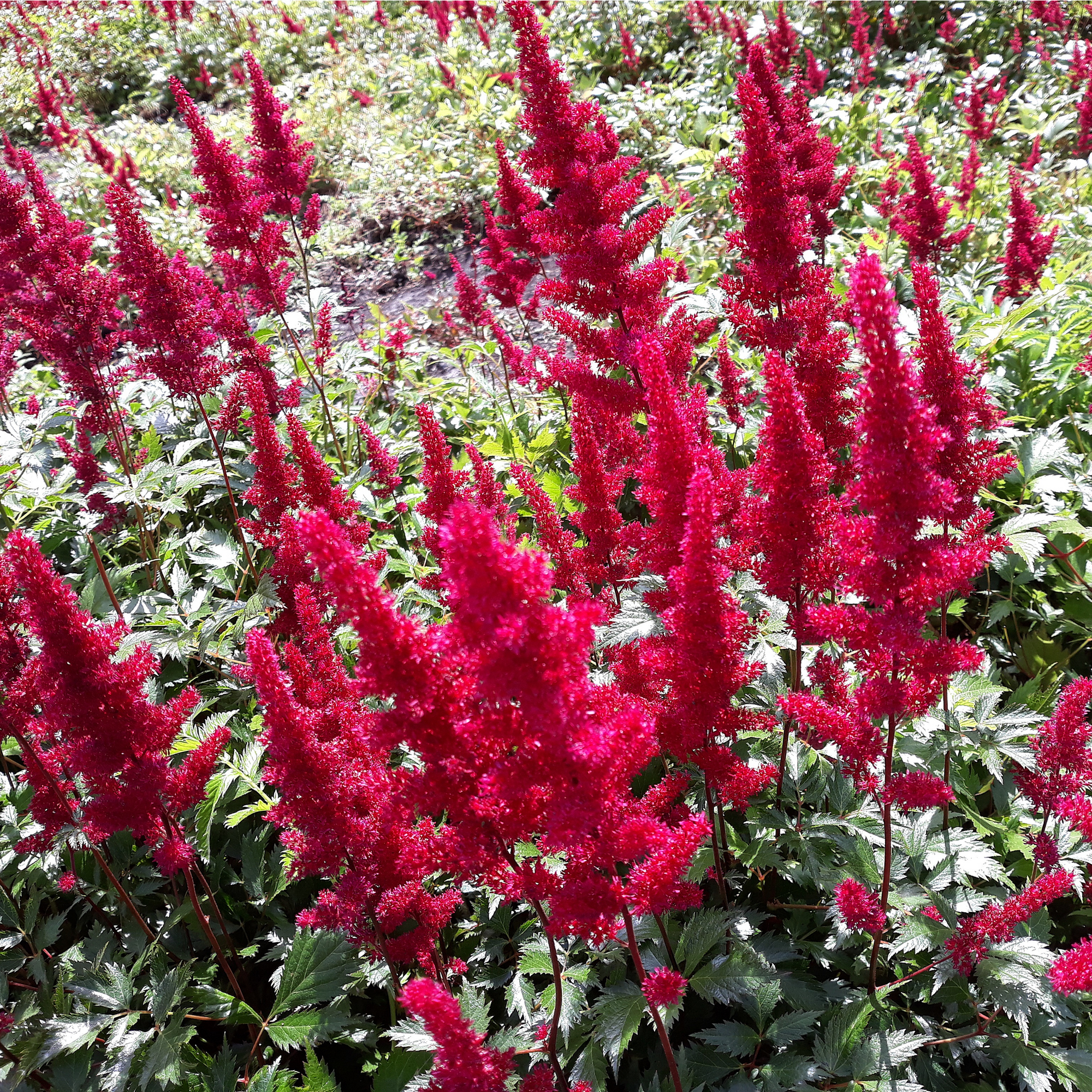 Astilbe 'Montgomery' 3L