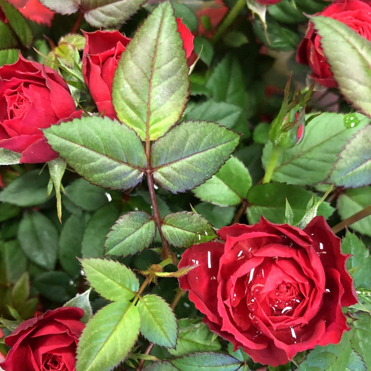 Close-up of the Mother&#39;s Day Rose | Florabunda 4L Potted Rose (PRE ORDER DECEMBER &#39;25), featuring blooming red floribunda roses with dewy petals, surrounded by lush green leaves.