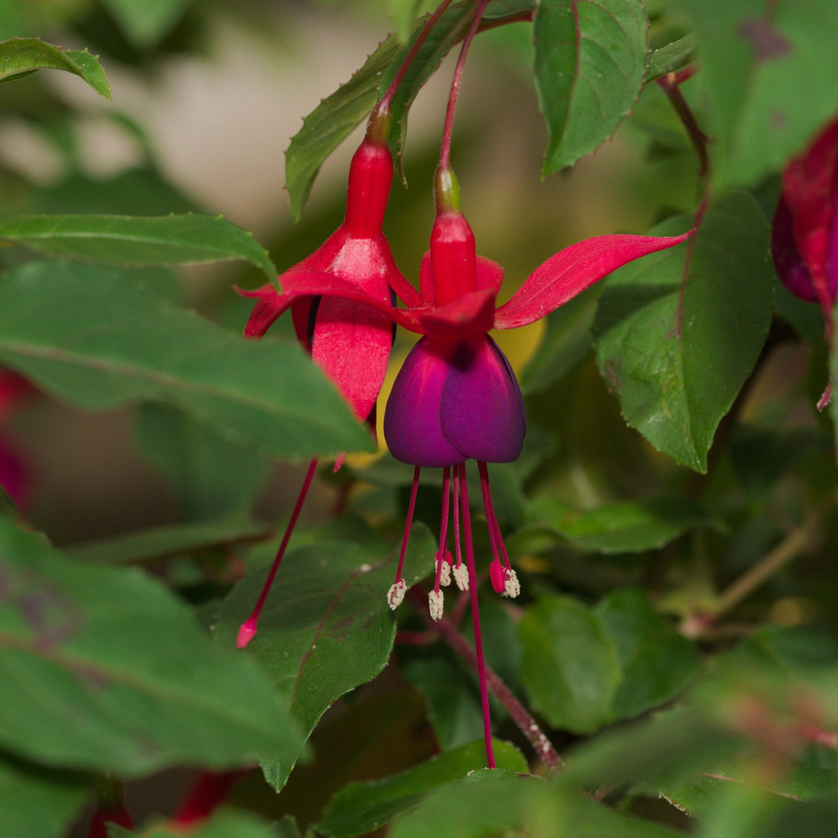 Two Hardy Fuchsia &#39;Mrs Popple&#39; blooms with vivid red and purple petals hang among green leaves. Their pendulous shape and slender stamens add elegance and colour to this striking garden shrub. Supplied in a 9cm or 2L pot.