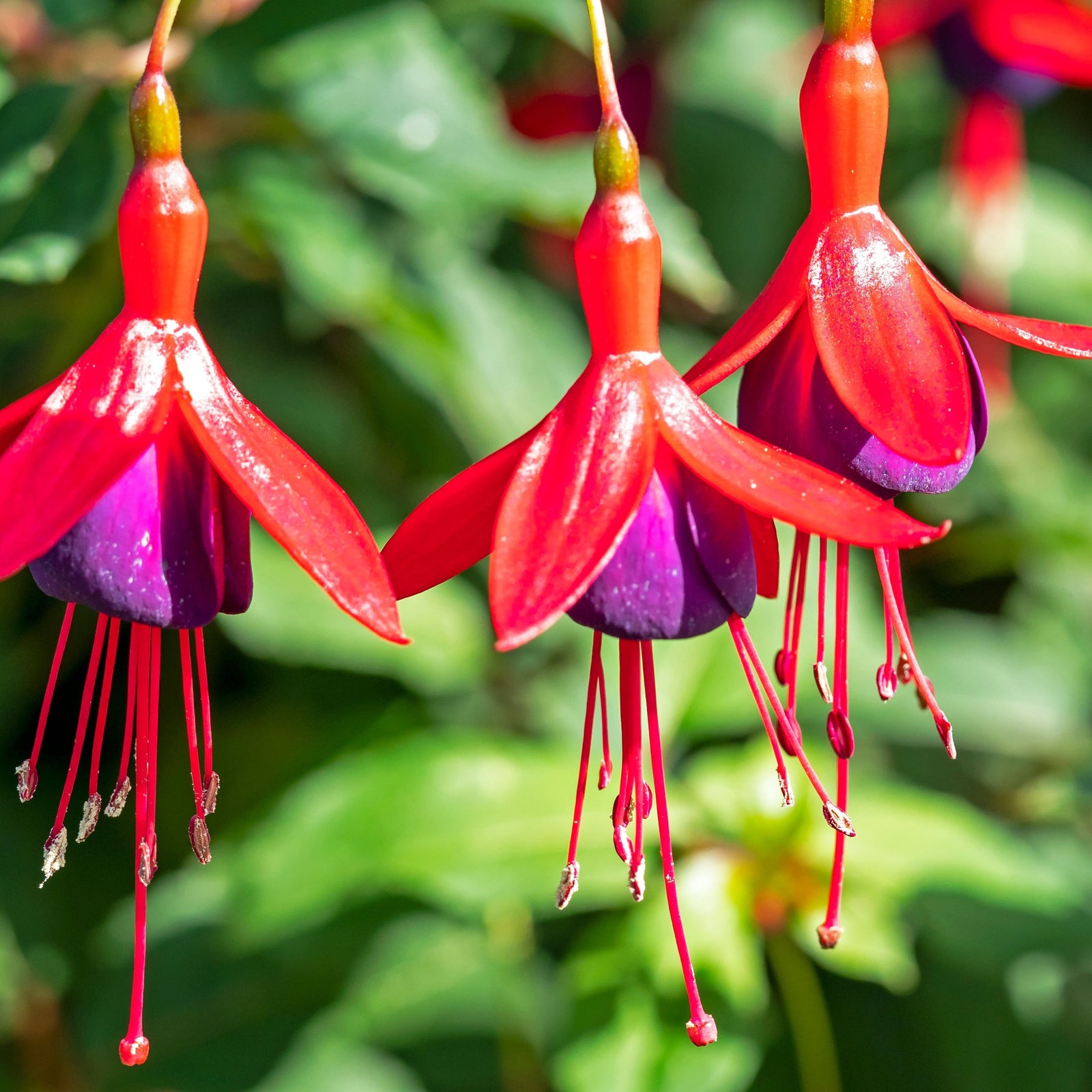 Close-up of Hardy Fuchsia 'Mrs Popple' (9cm/2L) with three hanging flowers showing vivid red and purple petals, long pink stamens, and soft-focus green leaves in the background.