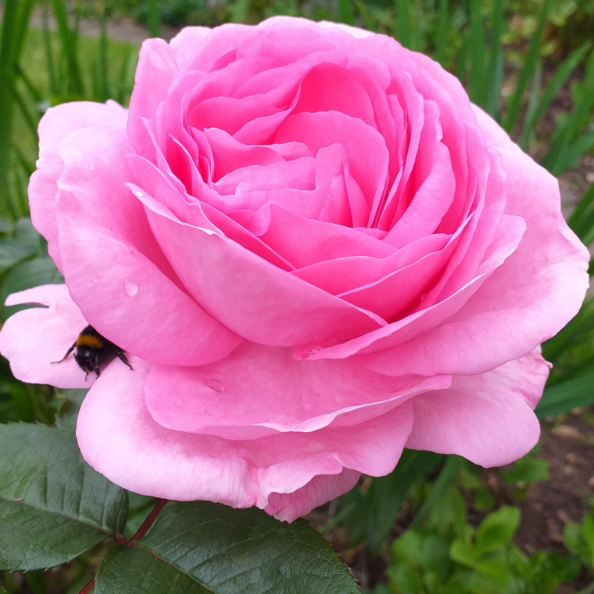 A close-up of the Mum in a Million Rose (Hybrid Tea Rose) in full pink bloom, with a bumblebee on one petal, lush green leaves, and a blurred garden backdrop. 4L potted rose available for pre-order December &#39;25.