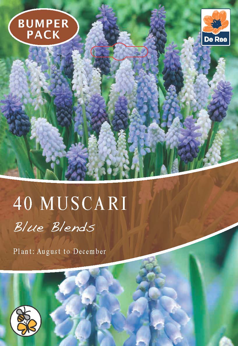 Muscari Blue Blends (40 Bulbs)