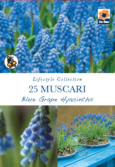 Muscari Blue Grape Hyacinths (25 Bulbs)